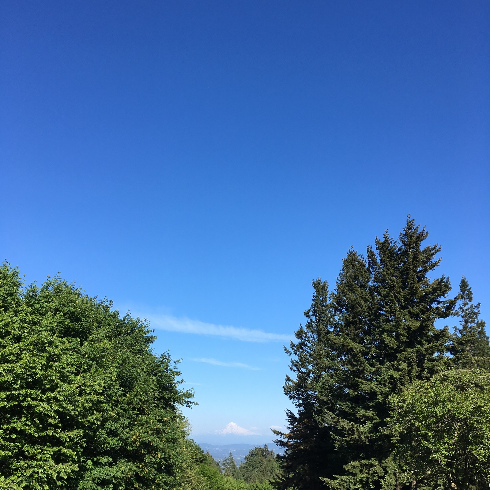 View from Council Crest toward Mt. Hood, which is visible