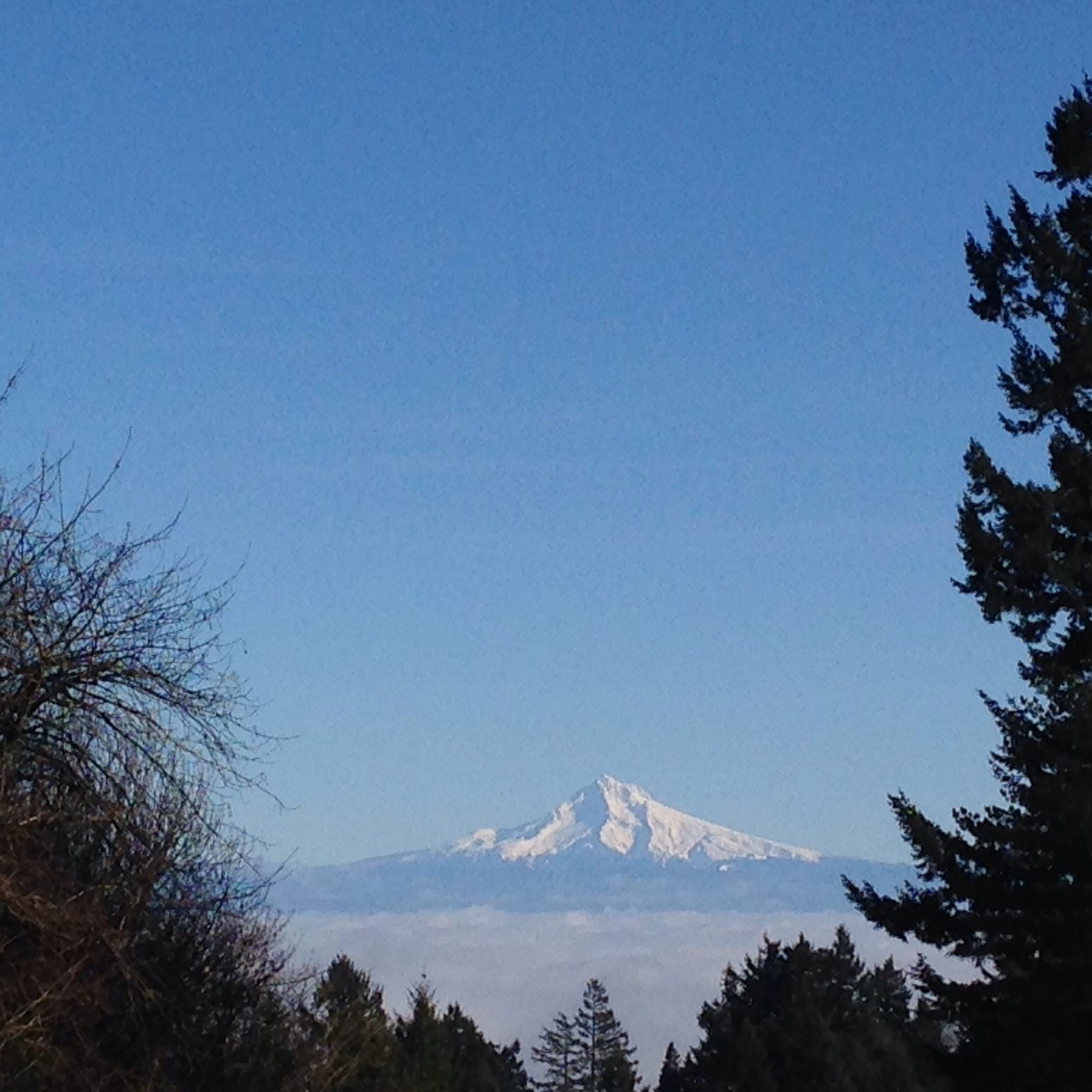 View from Council Crest toward Mt. Hood, which is visible