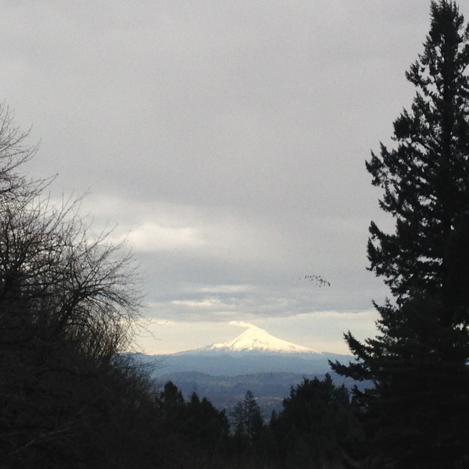 View from Council Crest toward Mt. Hood, which is visible