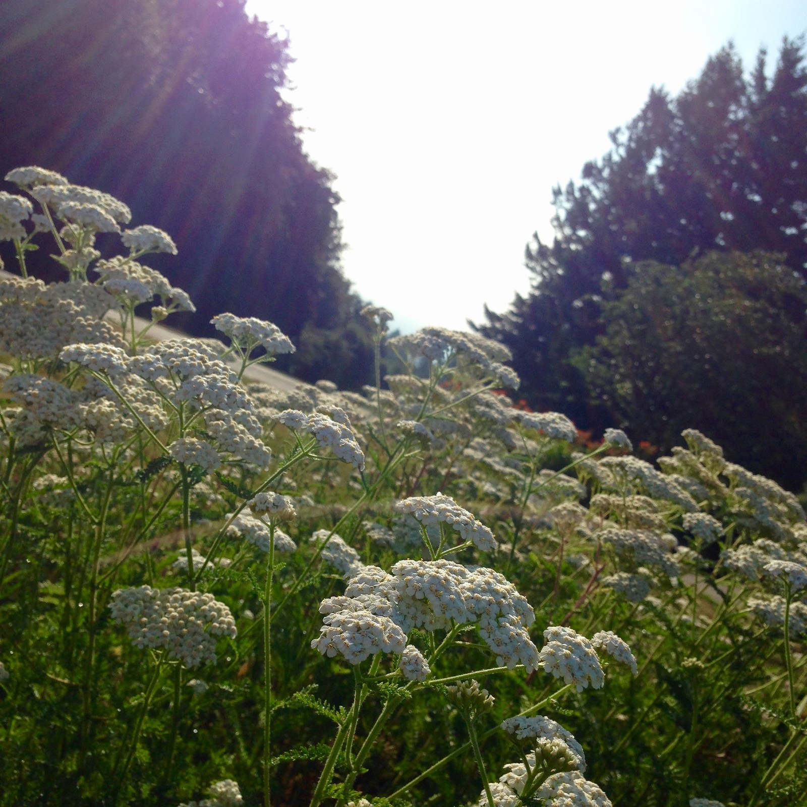 View from Council Crest toward Mt. Hood, which is NOT visible