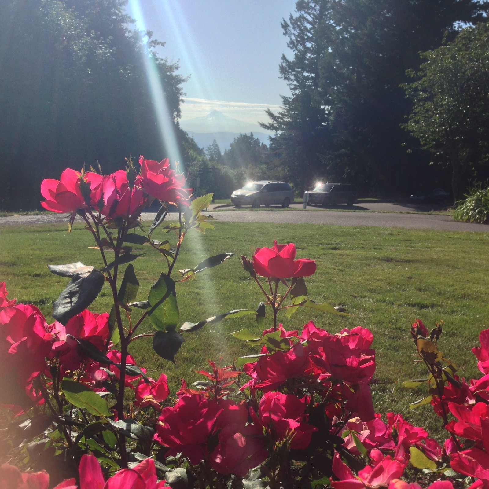 View from Council Crest toward Mt. Hood, which is visible