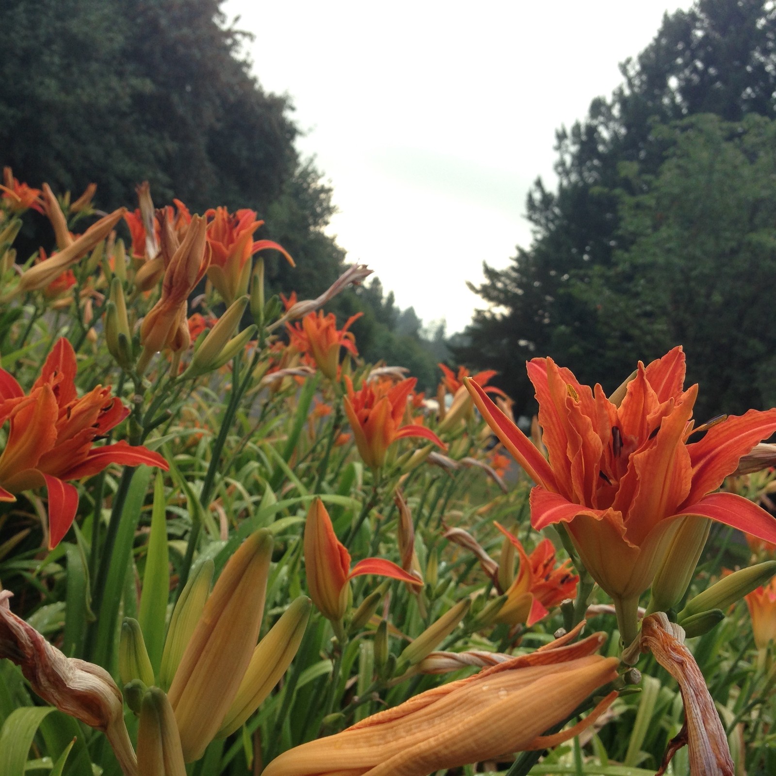 View from Council Crest toward Mt. Hood, which is NOT visible
