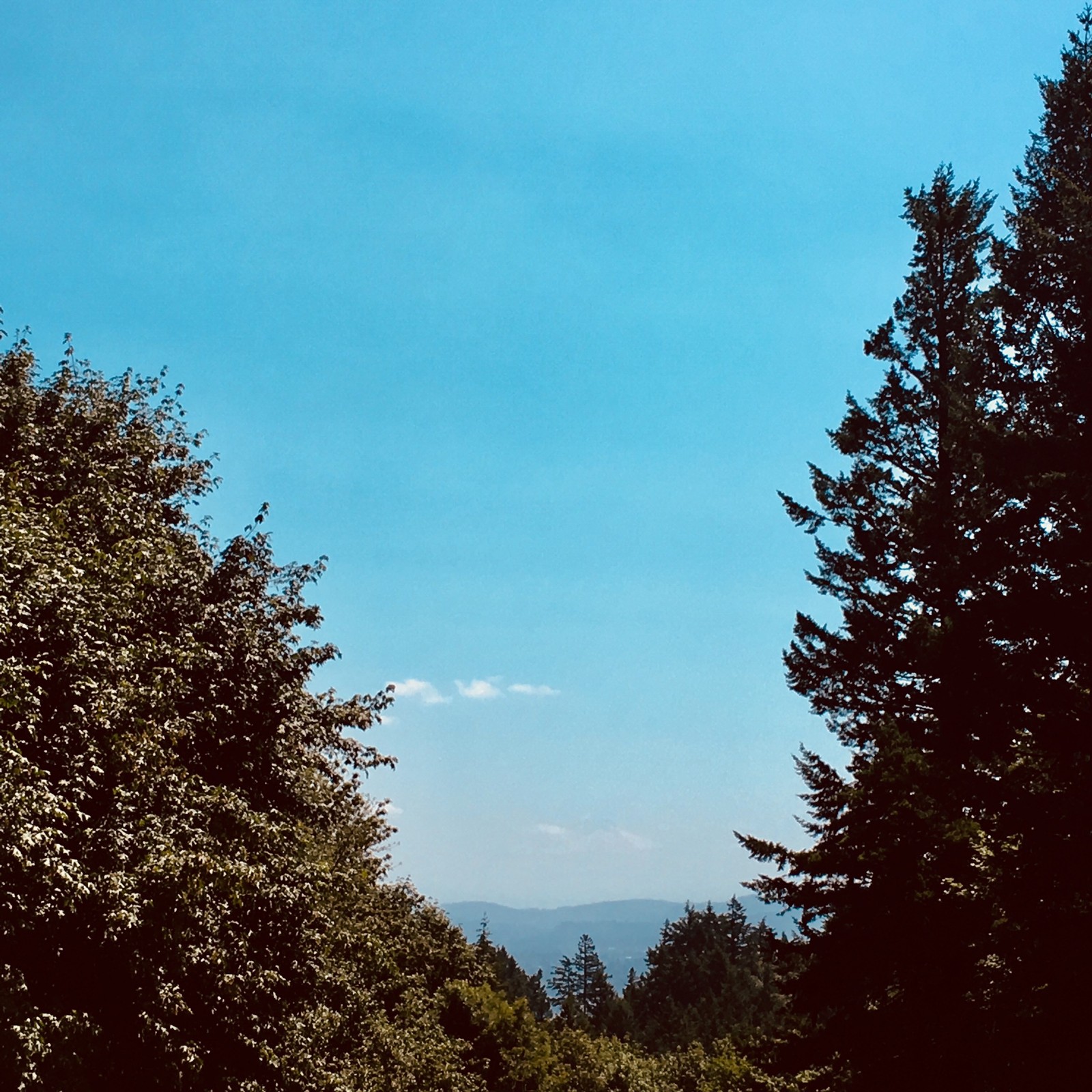 View from Council Crest toward Mt. Hood, which is visible