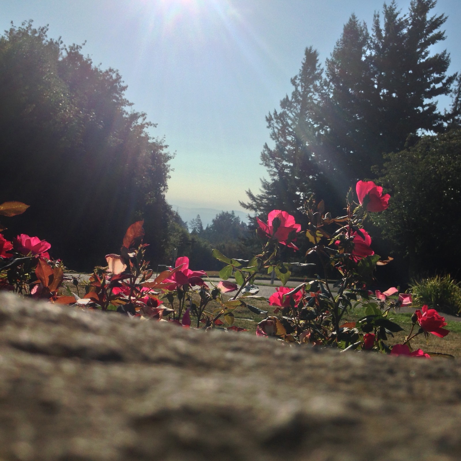 View from Council Crest toward Mt. Hood, which is NOT visible