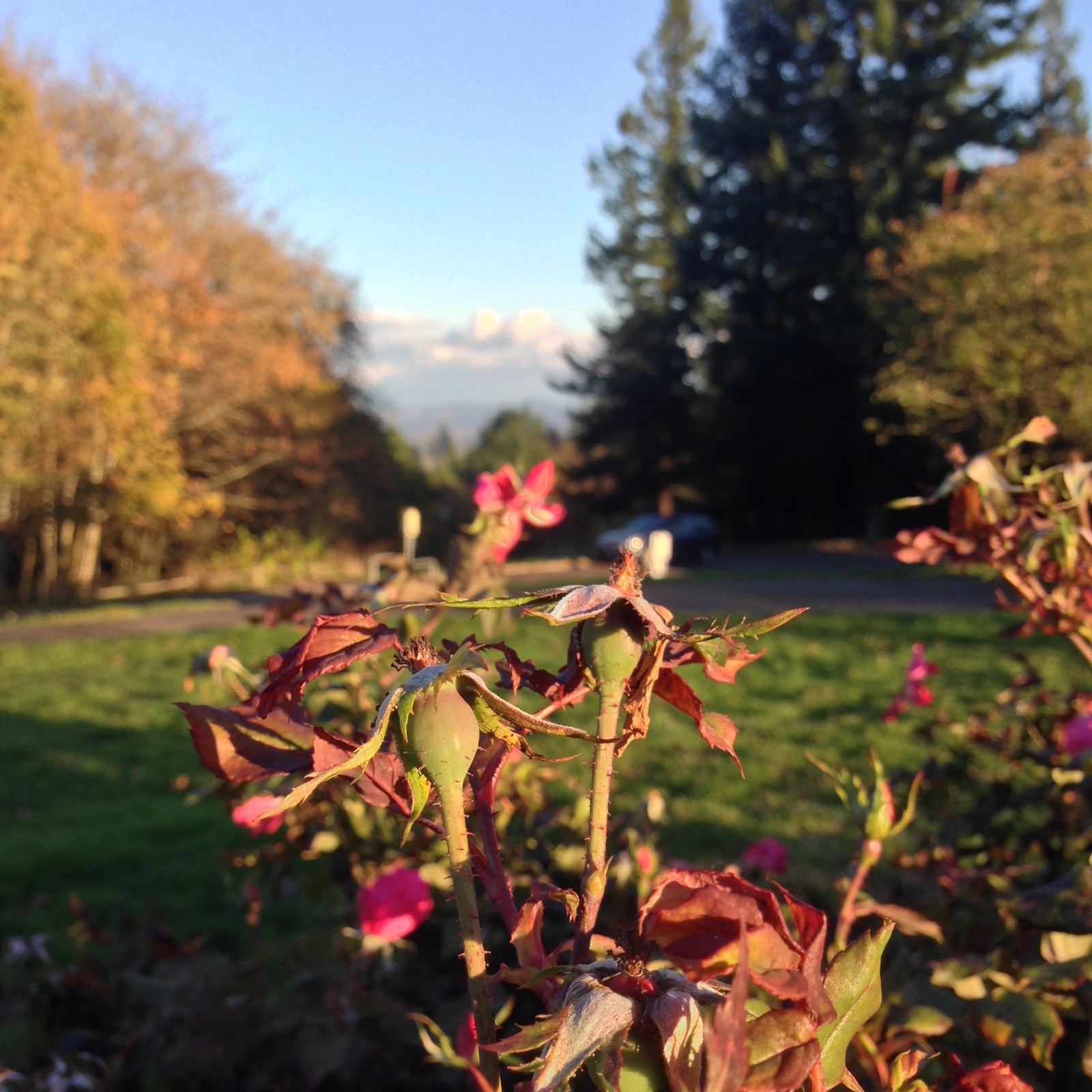 View from Council Crest toward Mt. Hood, which is NOT visible