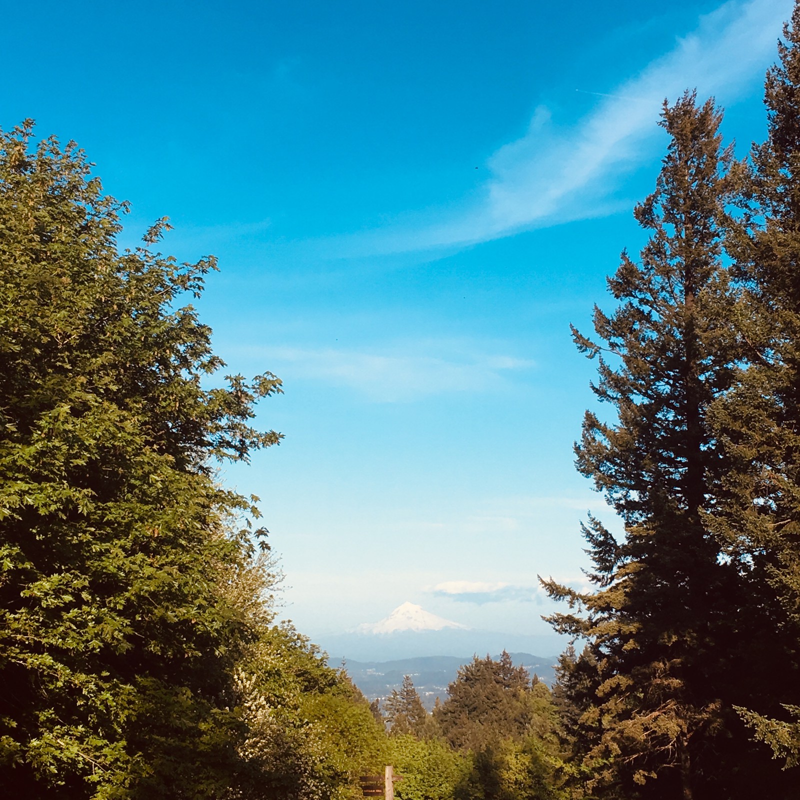 View from Council Crest toward Mt. Hood, which is visible