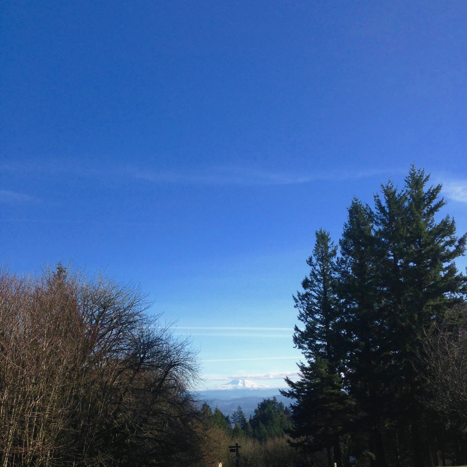 View from Council Crest toward Mt. Hood, which is visible