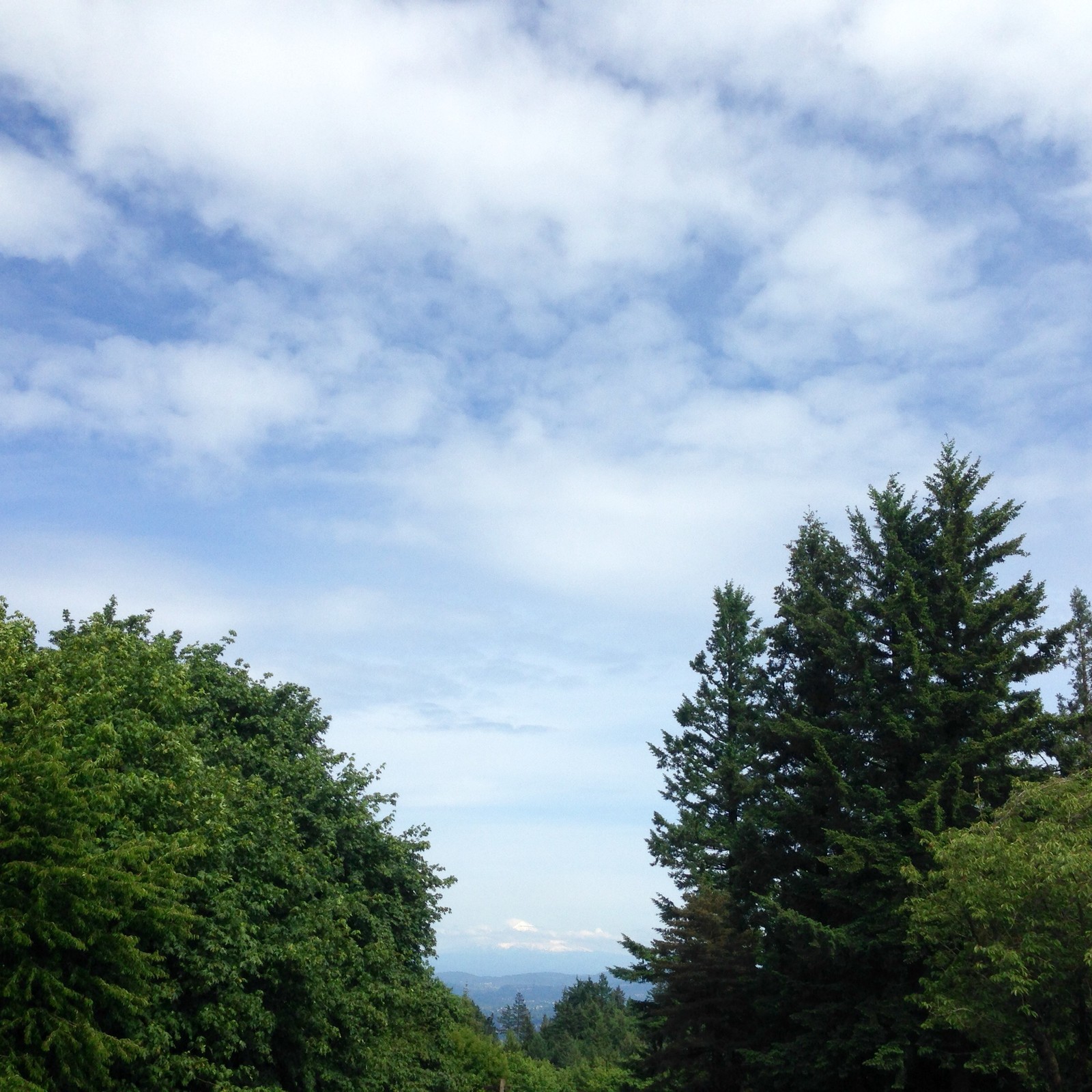 View from Council Crest toward Mt. Hood, which is visible