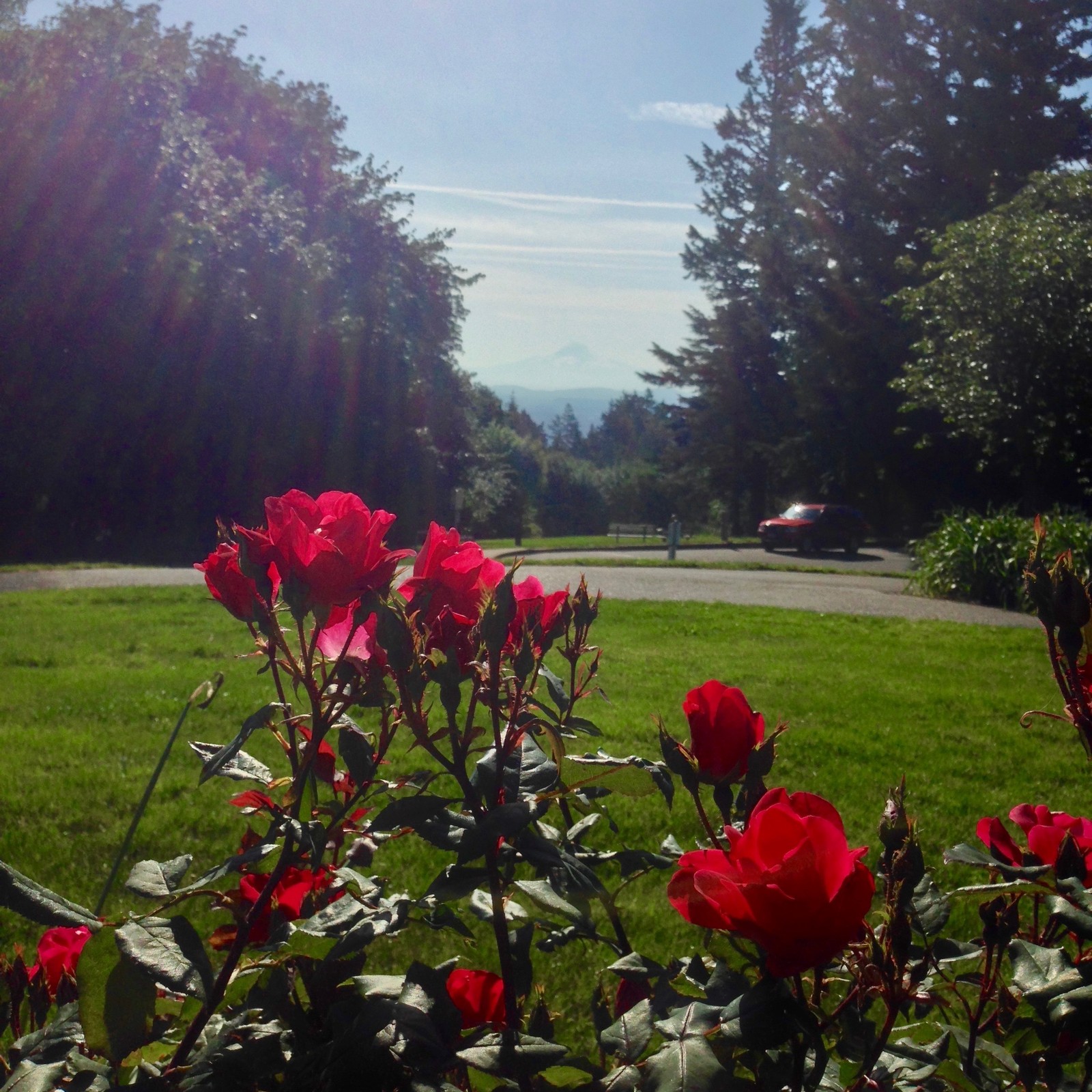 View from Council Crest toward Mt. Hood, which is visible