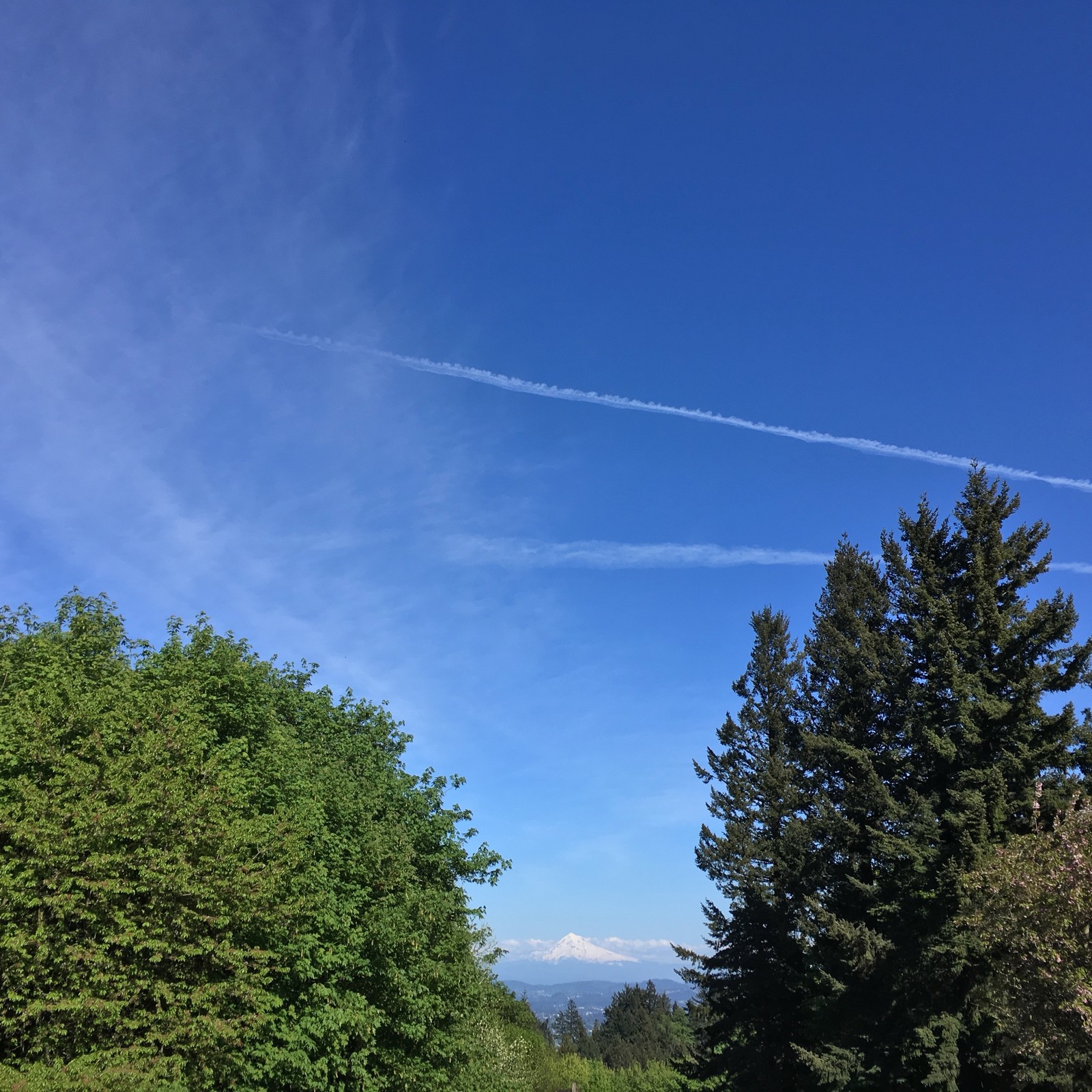 View from Council Crest toward Mt. Hood, which is visible