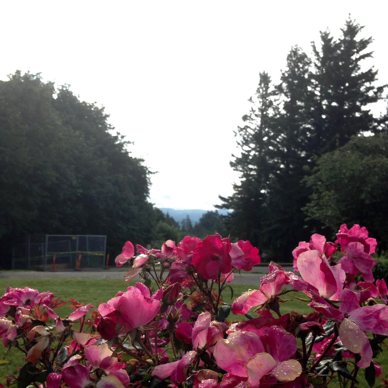 View from Council Crest toward Mt. Hood, which is NOT visible