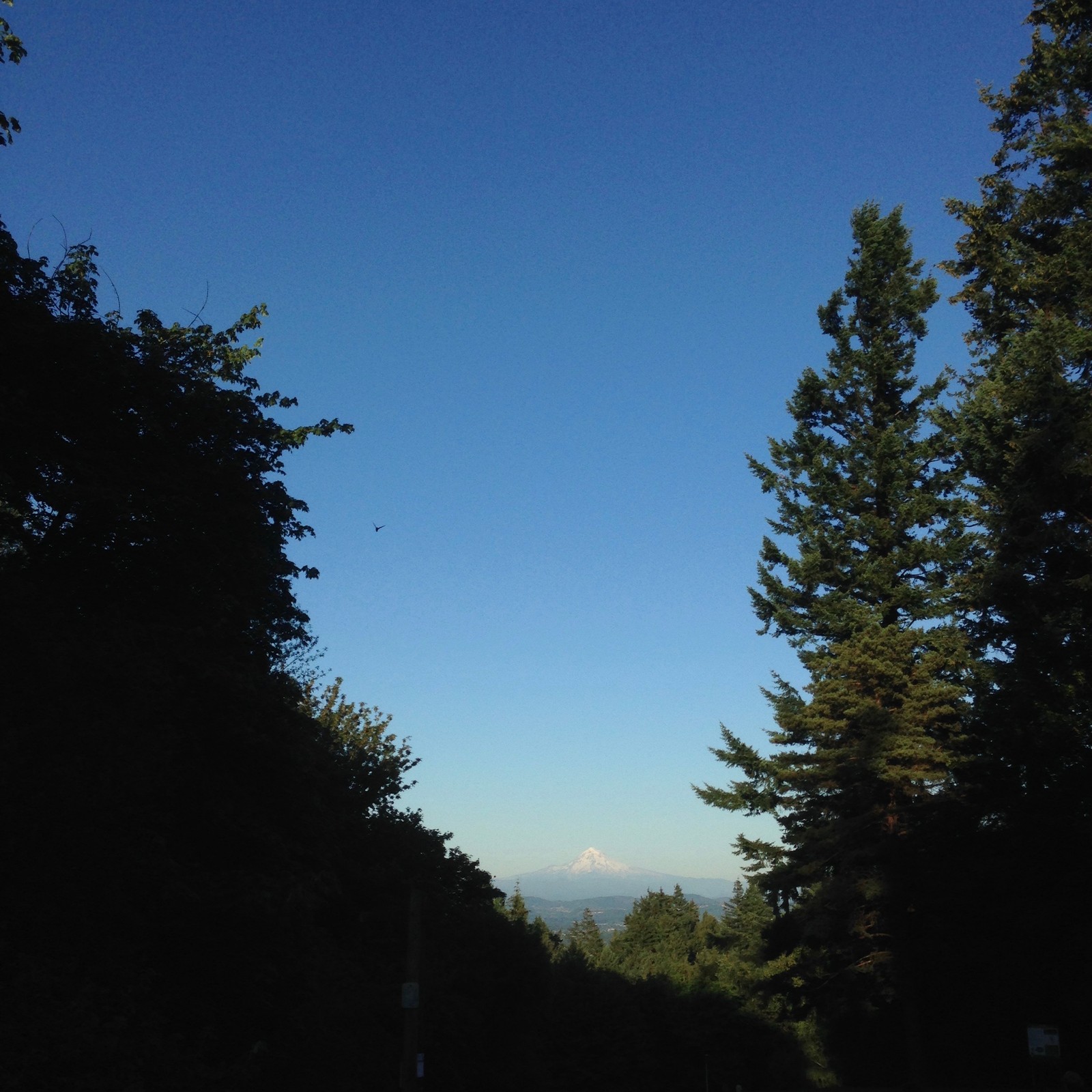 View from Council Crest toward Mt. Hood, which is visible