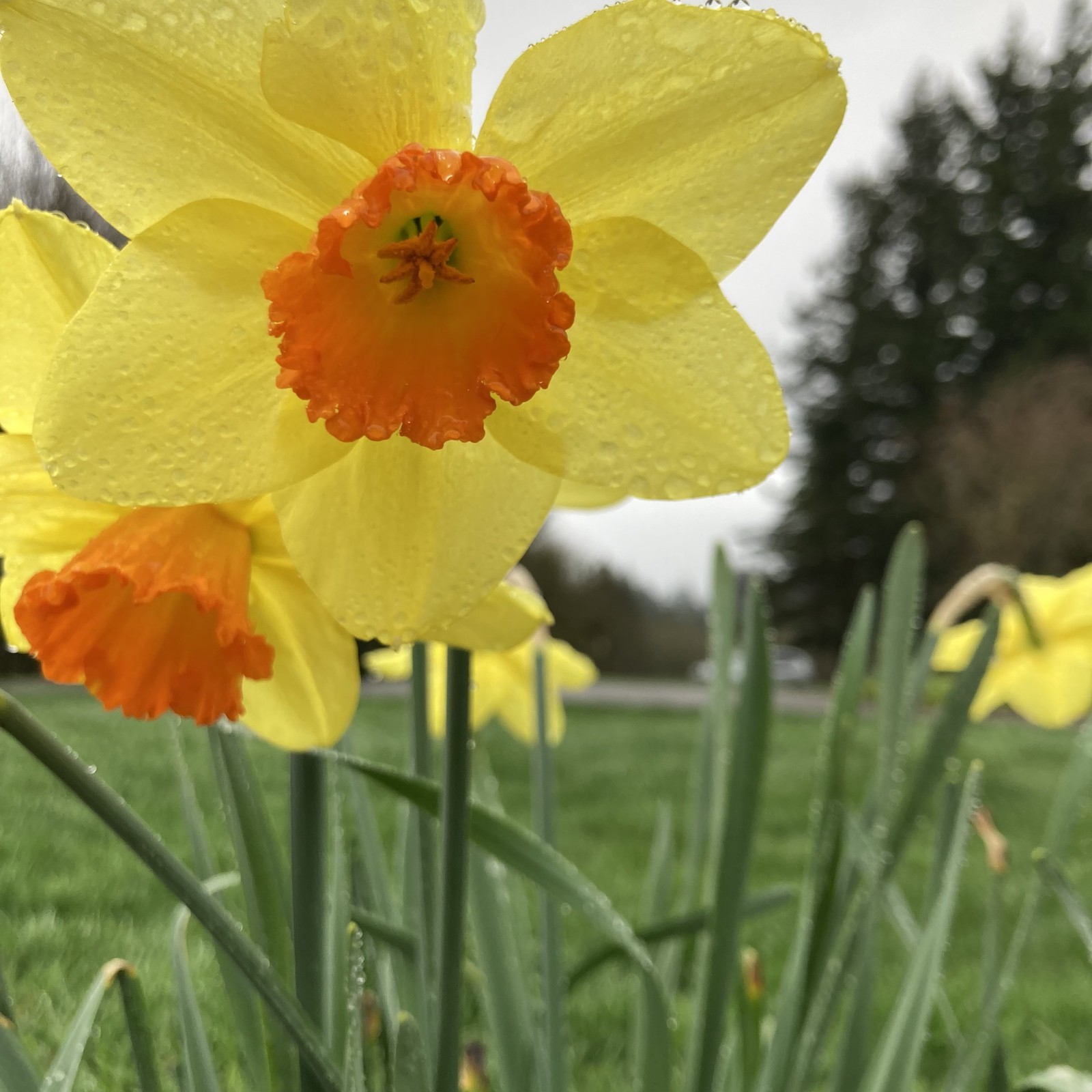 View from Council Crest toward Mt. Hood, which is NOT visible