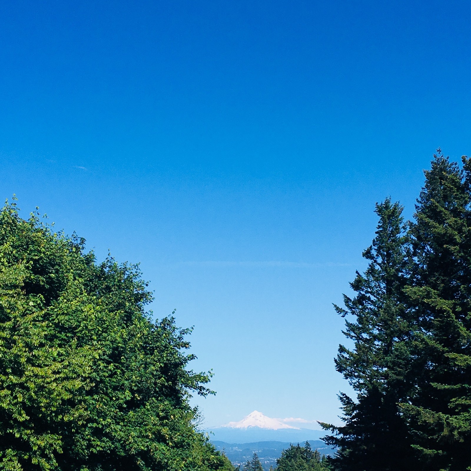 View from Council Crest toward Mt. Hood, which is visible