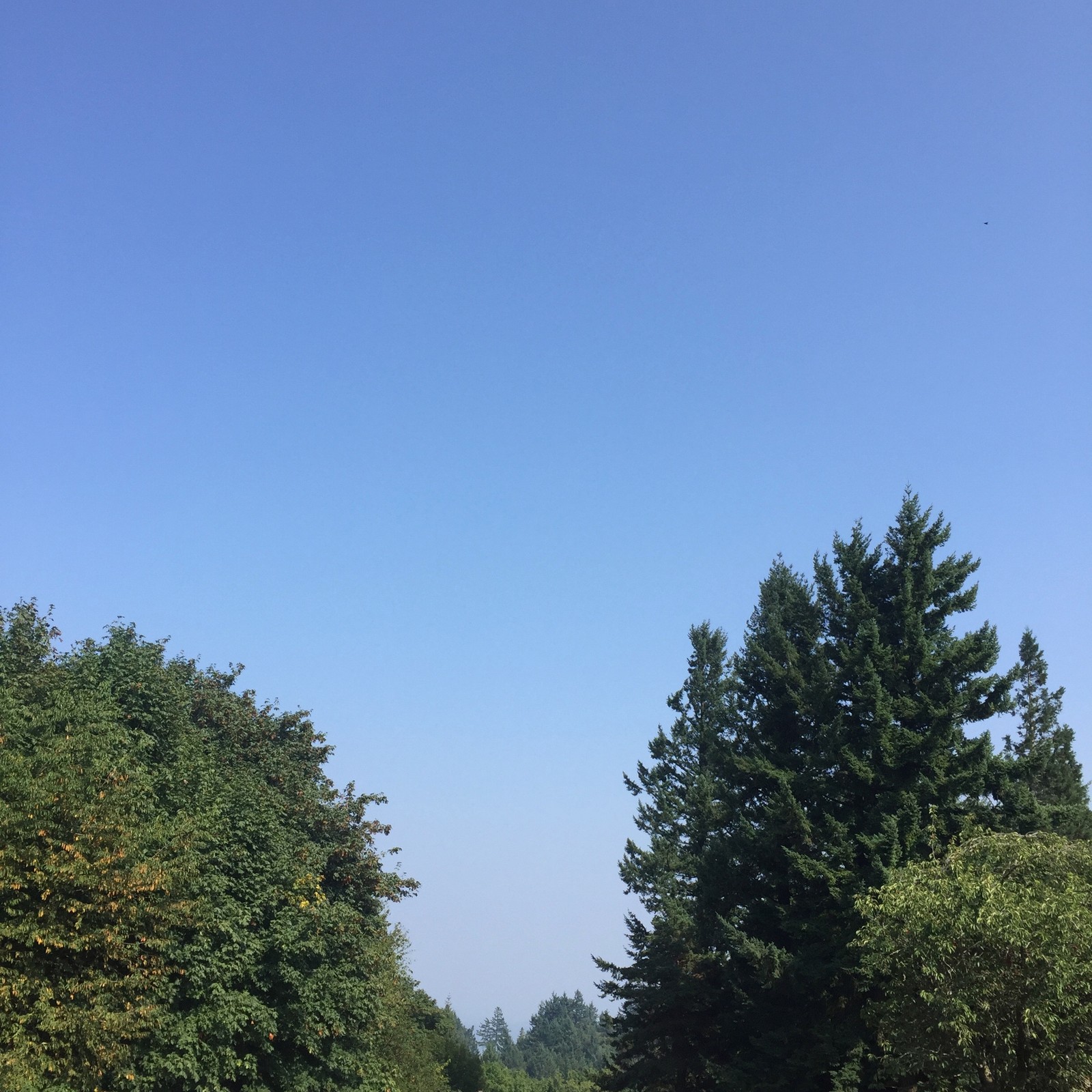 View from Council Crest toward Mt. Hood, which is NOT visible