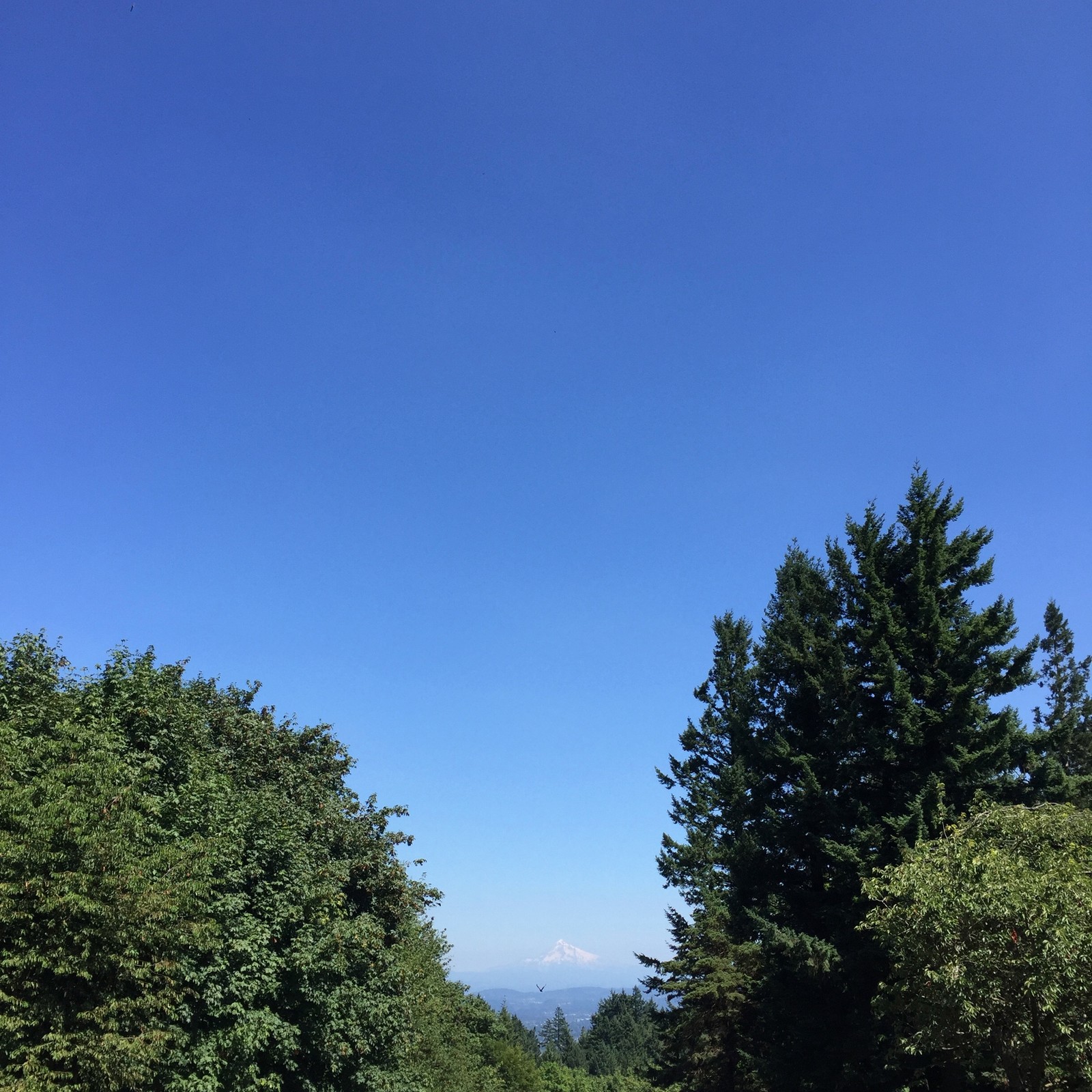 View from Council Crest toward Mt. Hood, which is visible