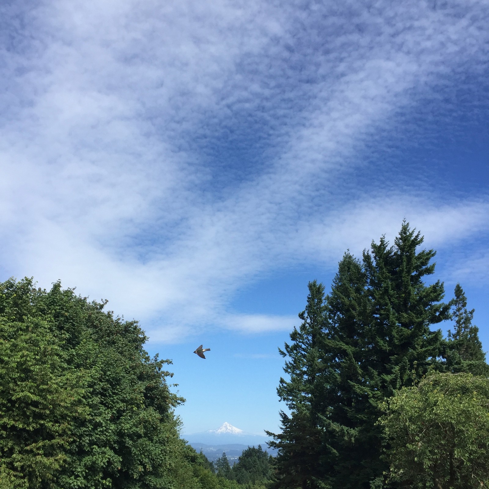 View from Council Crest toward Mt. Hood, which is visible