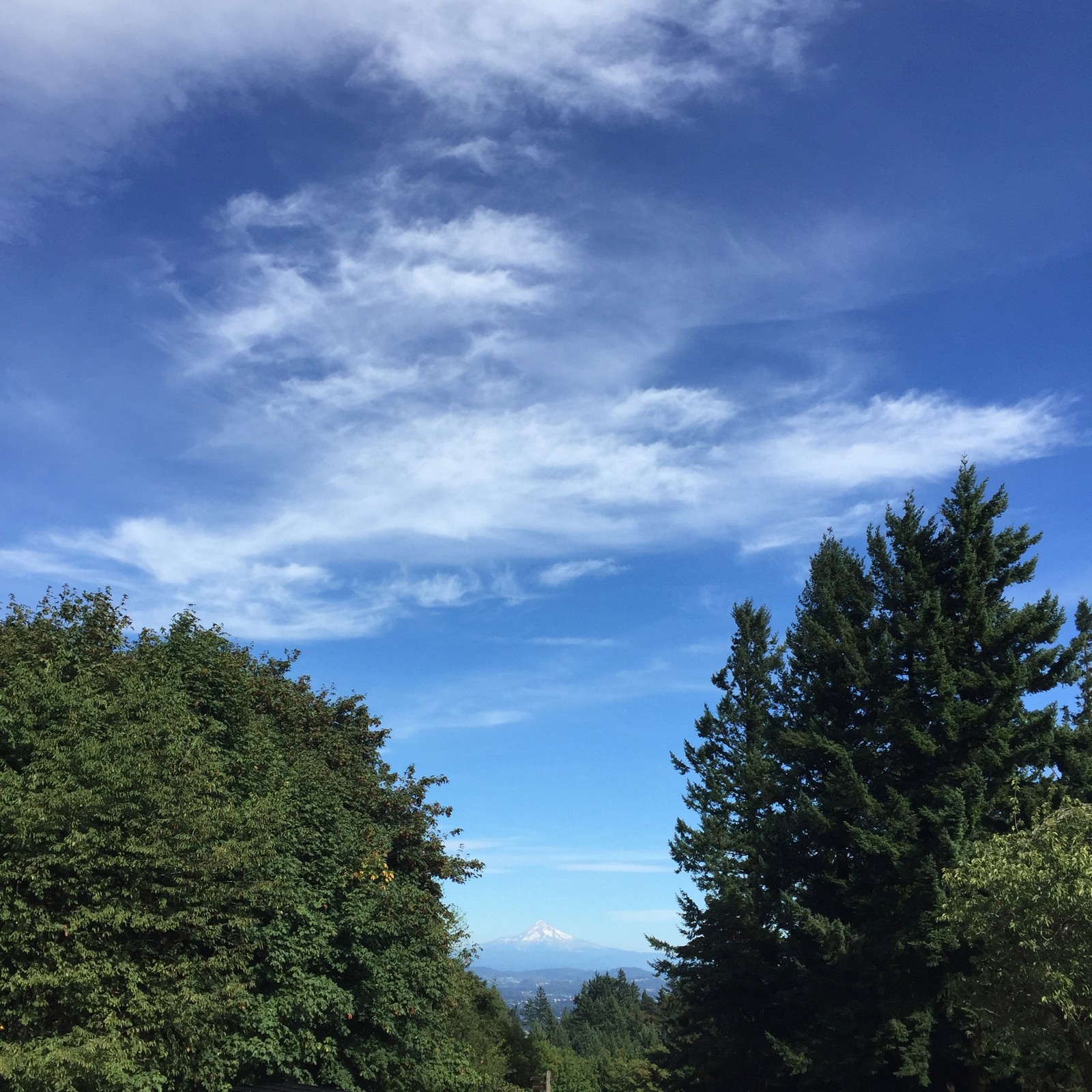 View from Council Crest toward Mt. Hood, which is visible