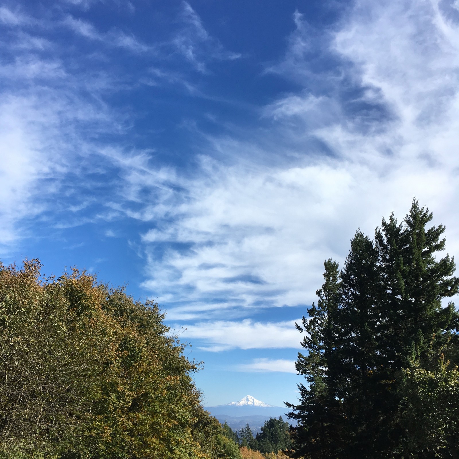 View from Council Crest toward Mt. Hood, which is visible