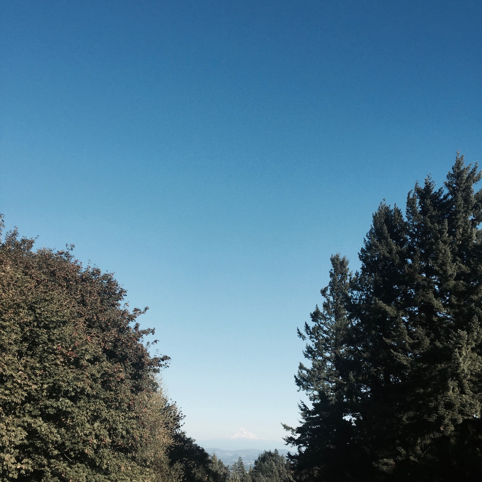 View from Council Crest toward Mt. Hood, which is visible