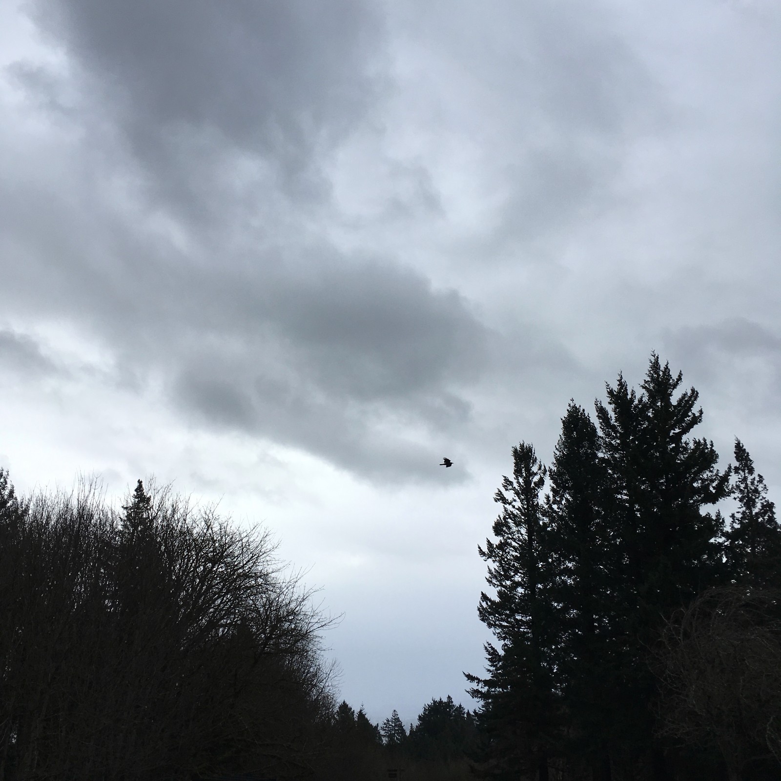 View from Council Crest toward Mt. Hood, which is NOT visible