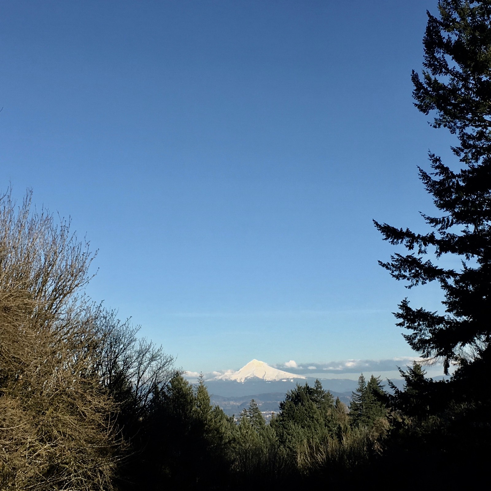 View from Council Crest toward Mt. Hood, which is visible