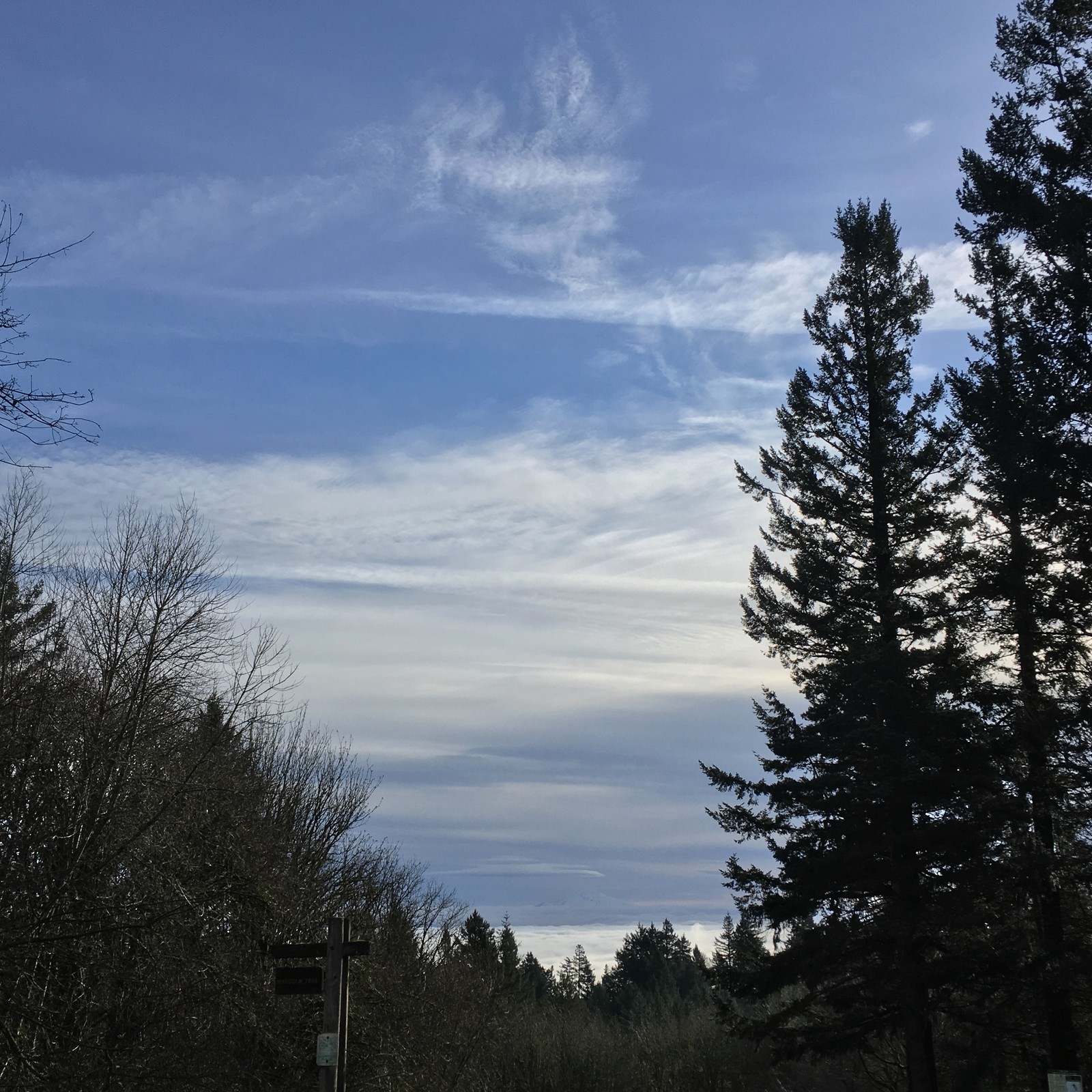 View from Council Crest toward Mt. Hood, which is visible