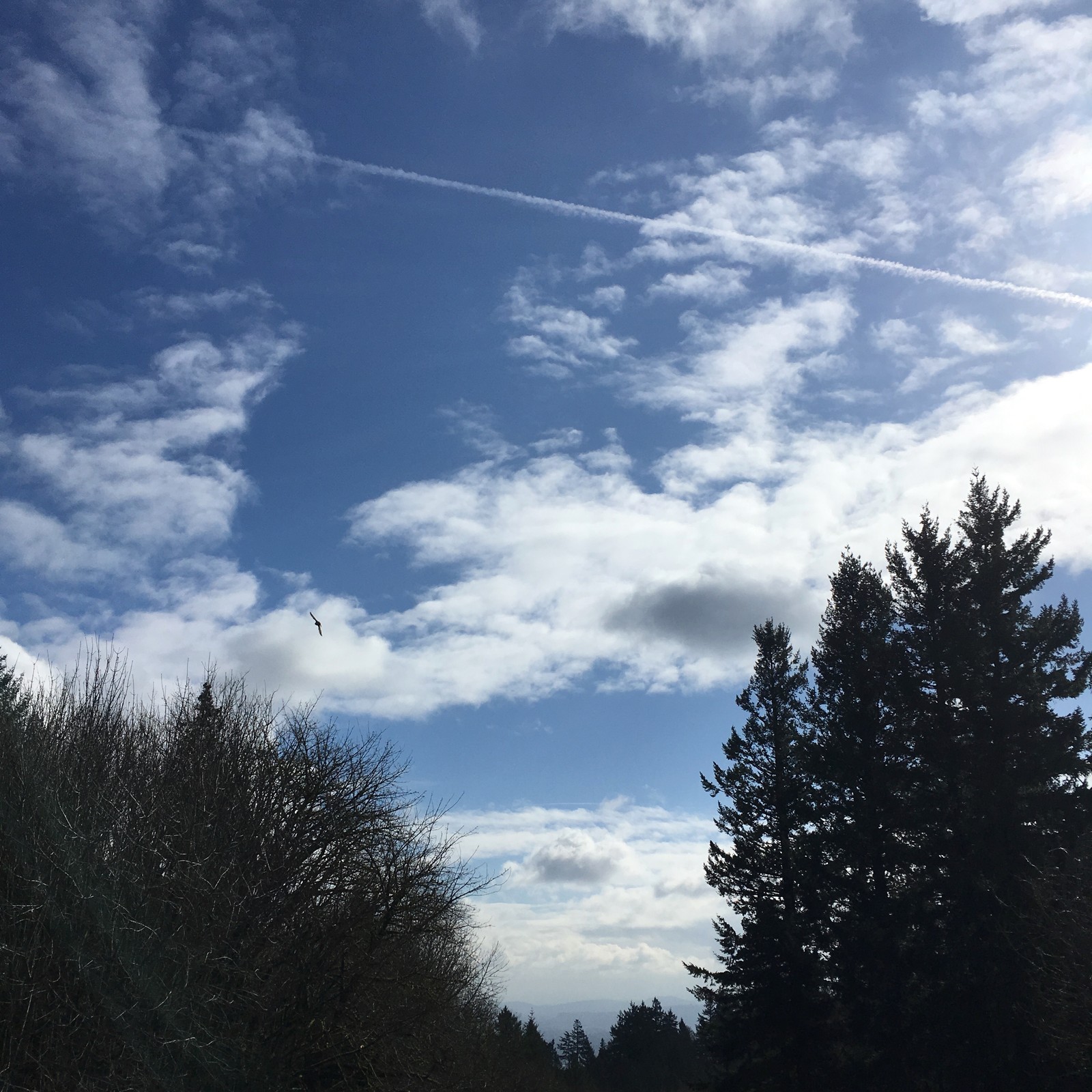 View from Council Crest toward Mt. Hood, which is NOT visible