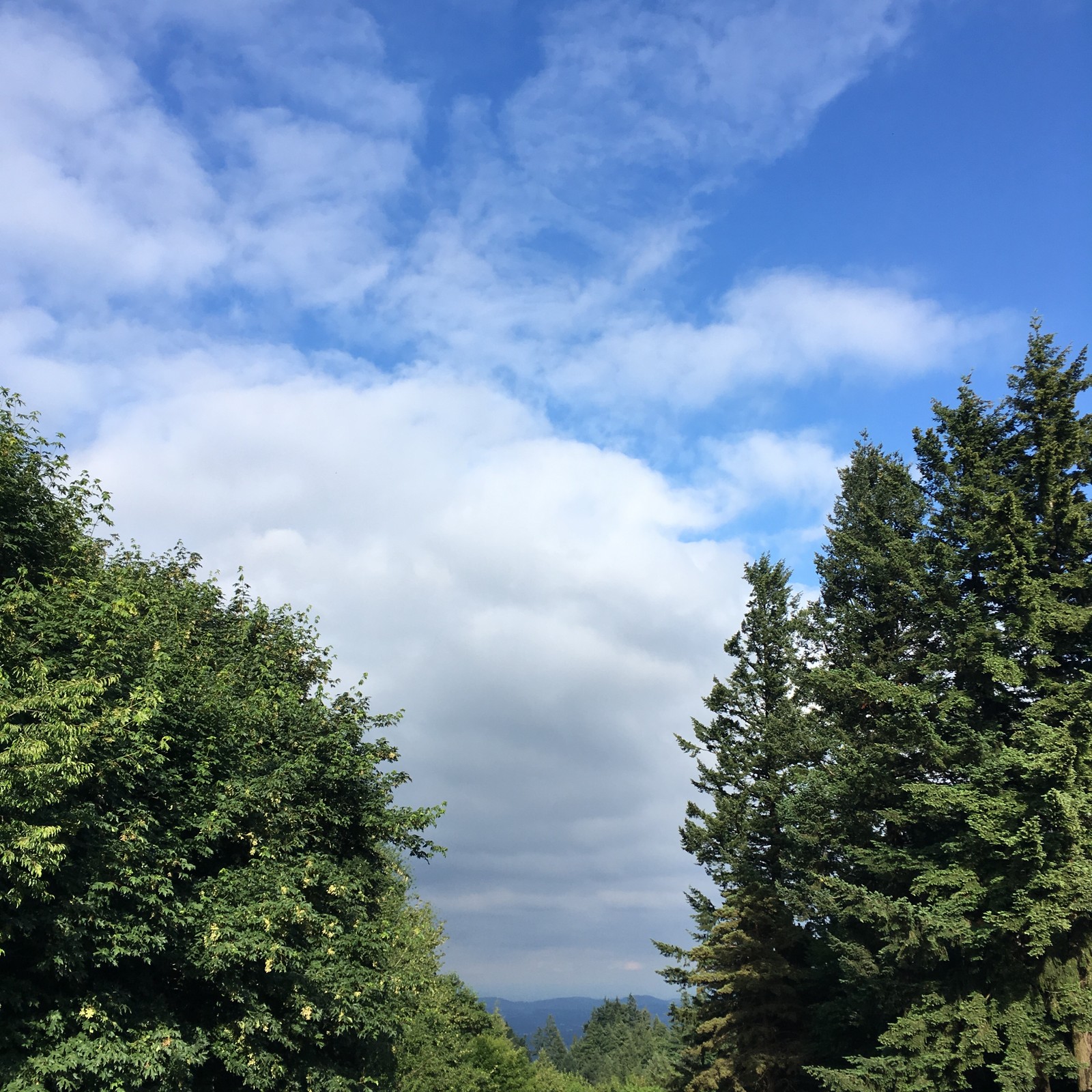 View from Council Crest toward Mt. Hood, which is NOT visible