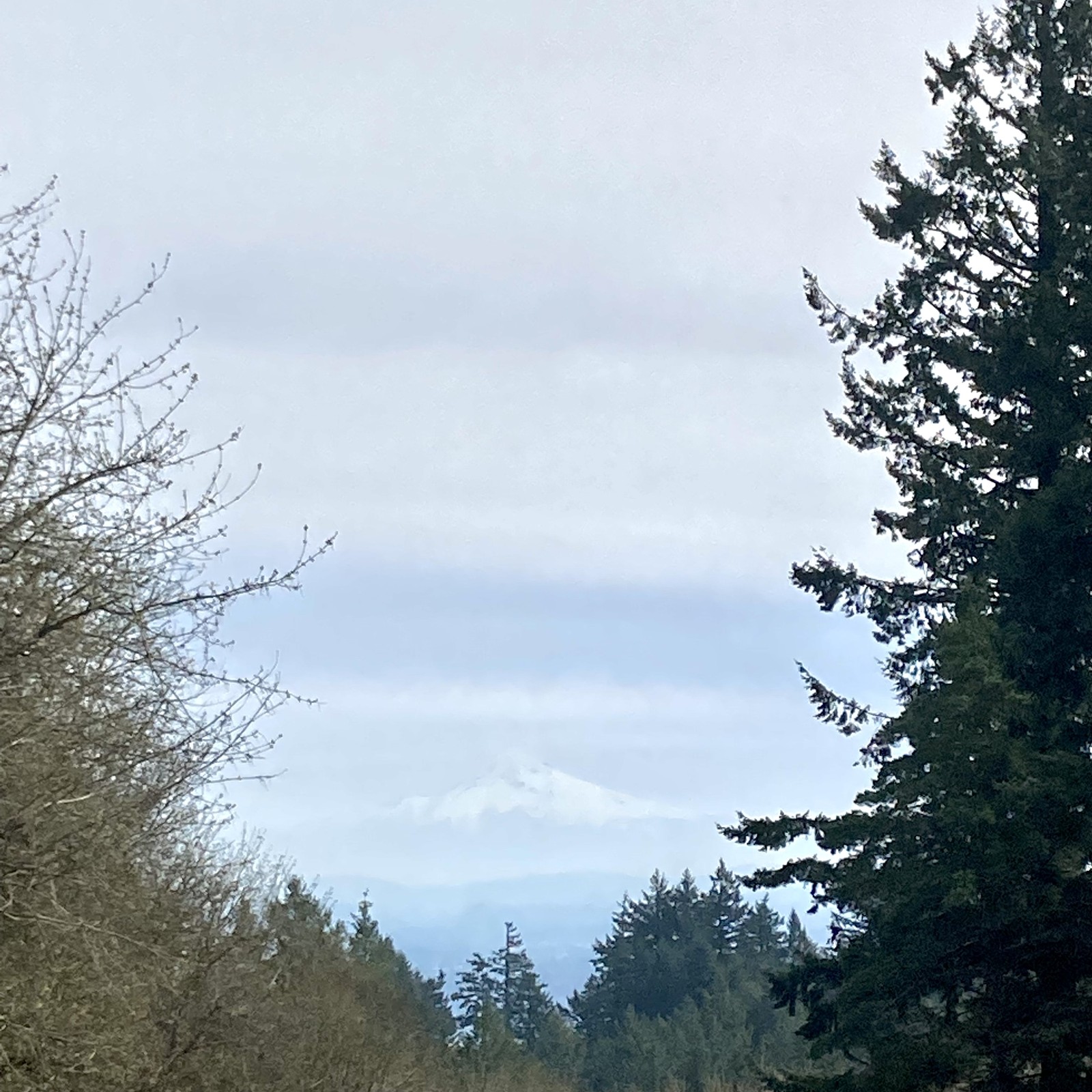 View from Council Crest toward Mt. Hood, which is visible