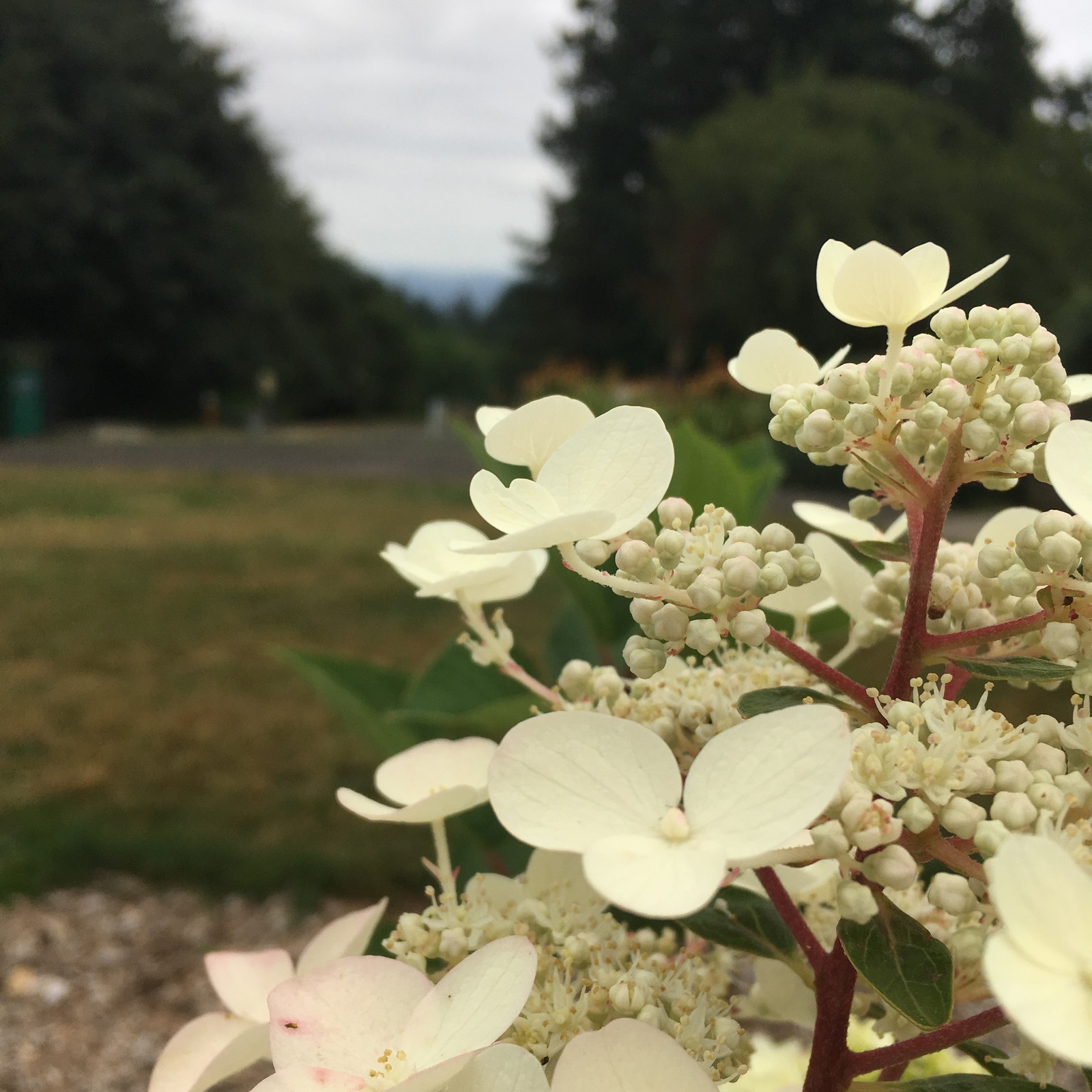 View from Council Crest toward Mt. Hood, which is NOT visible