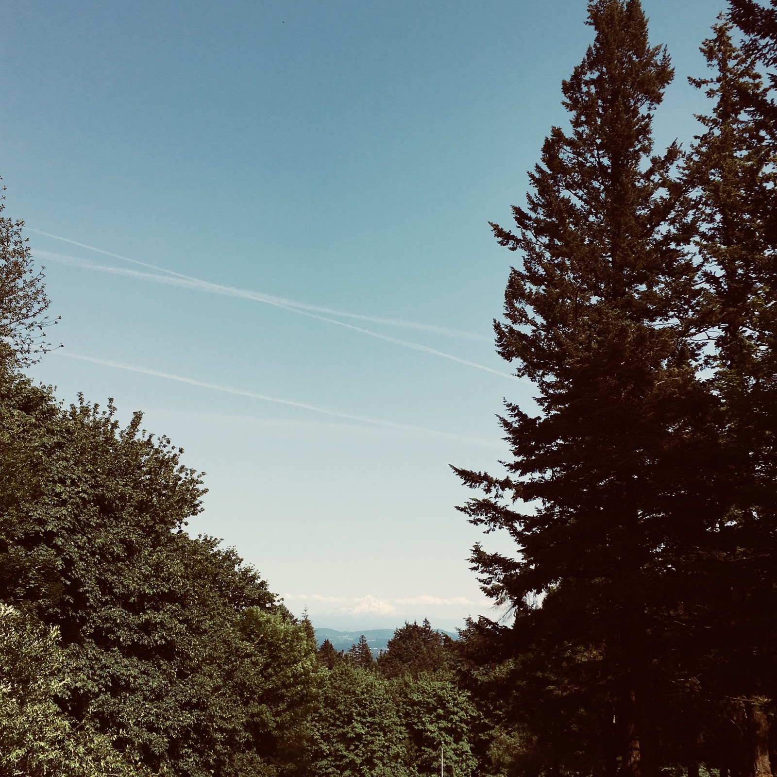 View from Council Crest toward Mt. Hood, which is visible