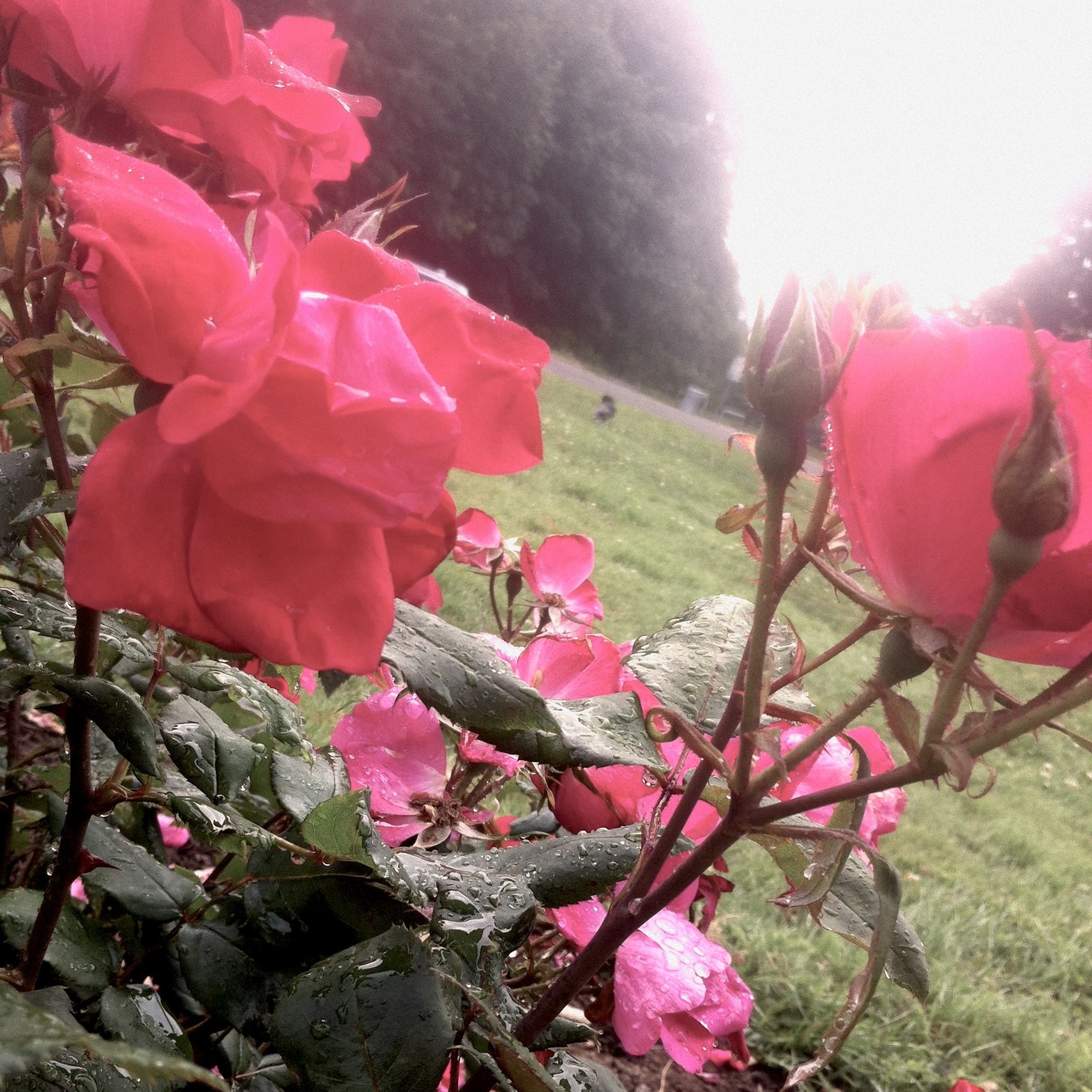 View from Council Crest toward Mt. Hood, which is NOT visible