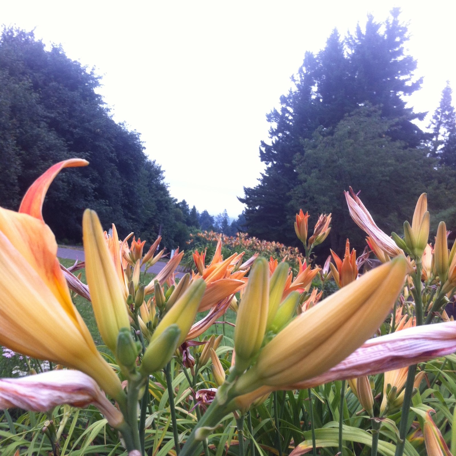 View from Council Crest toward Mt. Hood, which is NOT visible