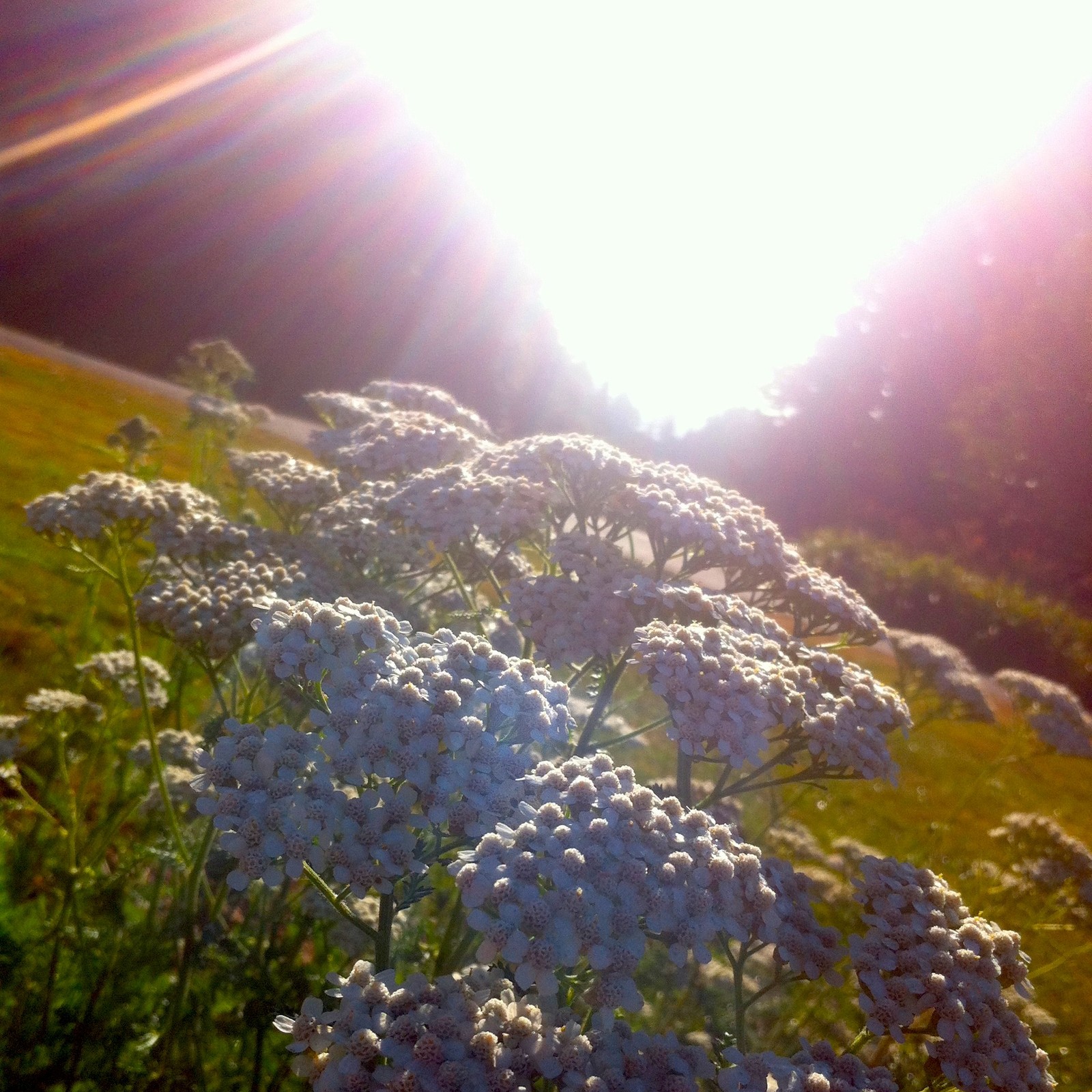 View from Council Crest toward Mt. Hood, which is NOT visible