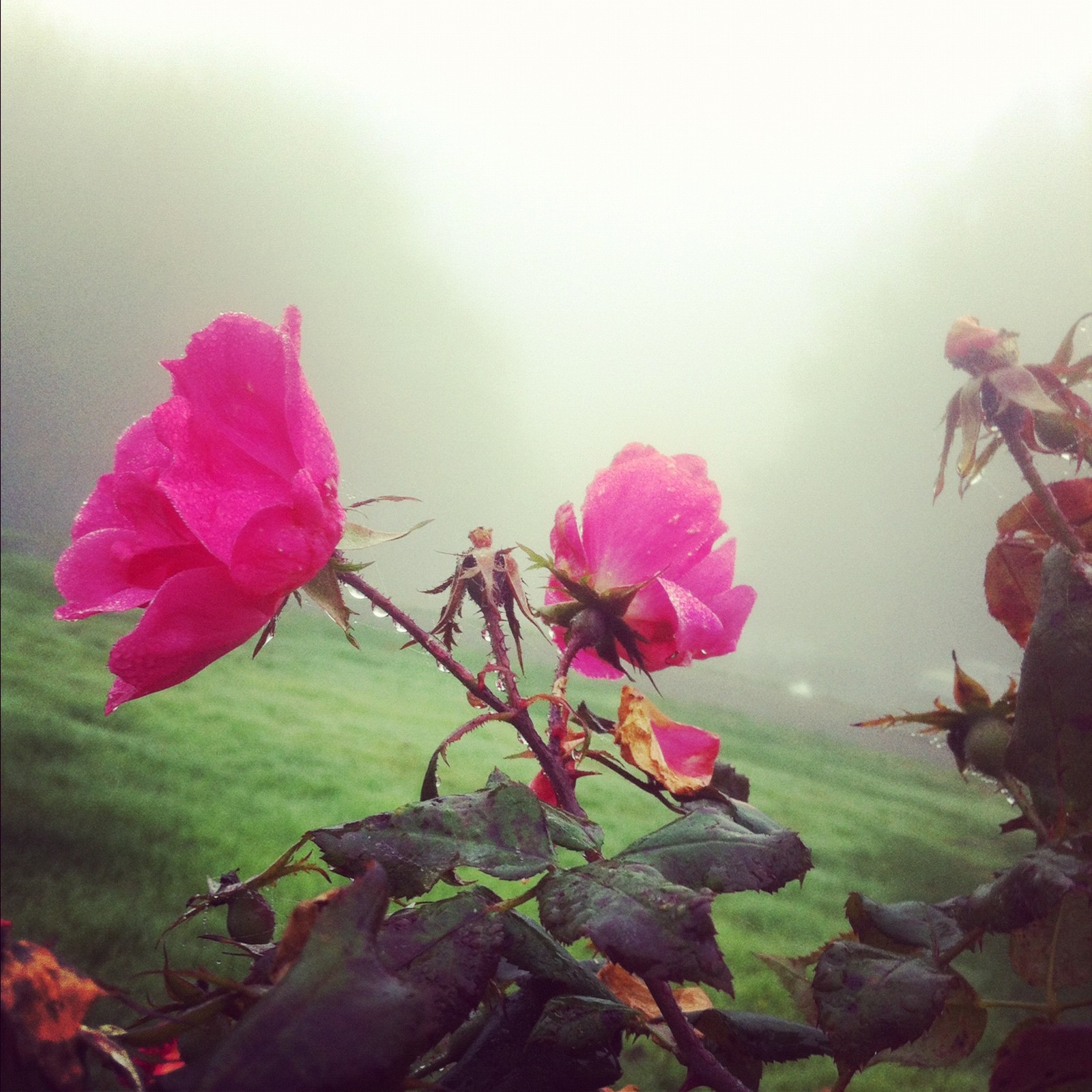 View from Council Crest toward Mt. Hood, which is NOT visible