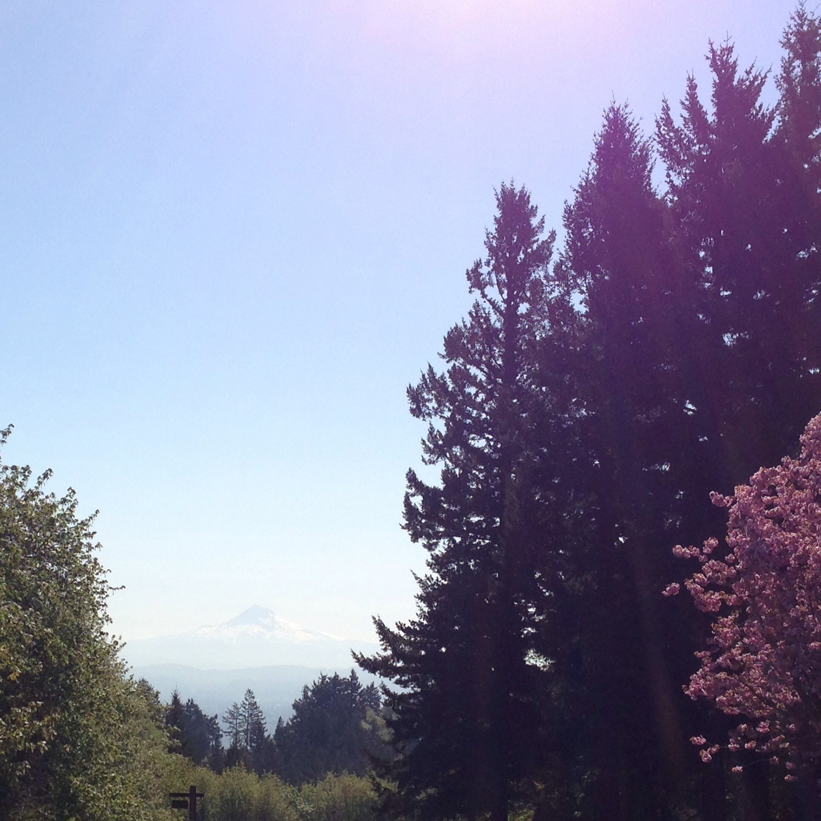 View from Council Crest toward Mt. Hood, which is visible