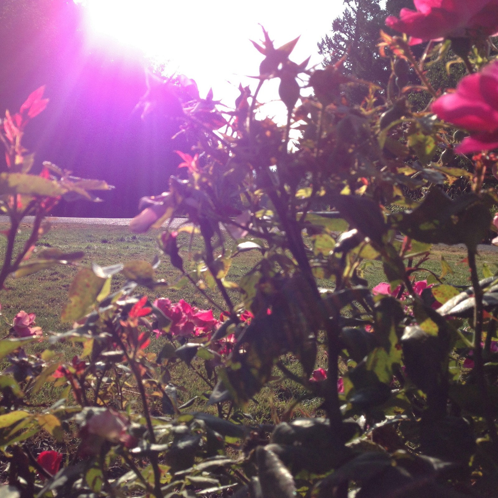 View from Council Crest toward Mt. Hood, which is NOT visible