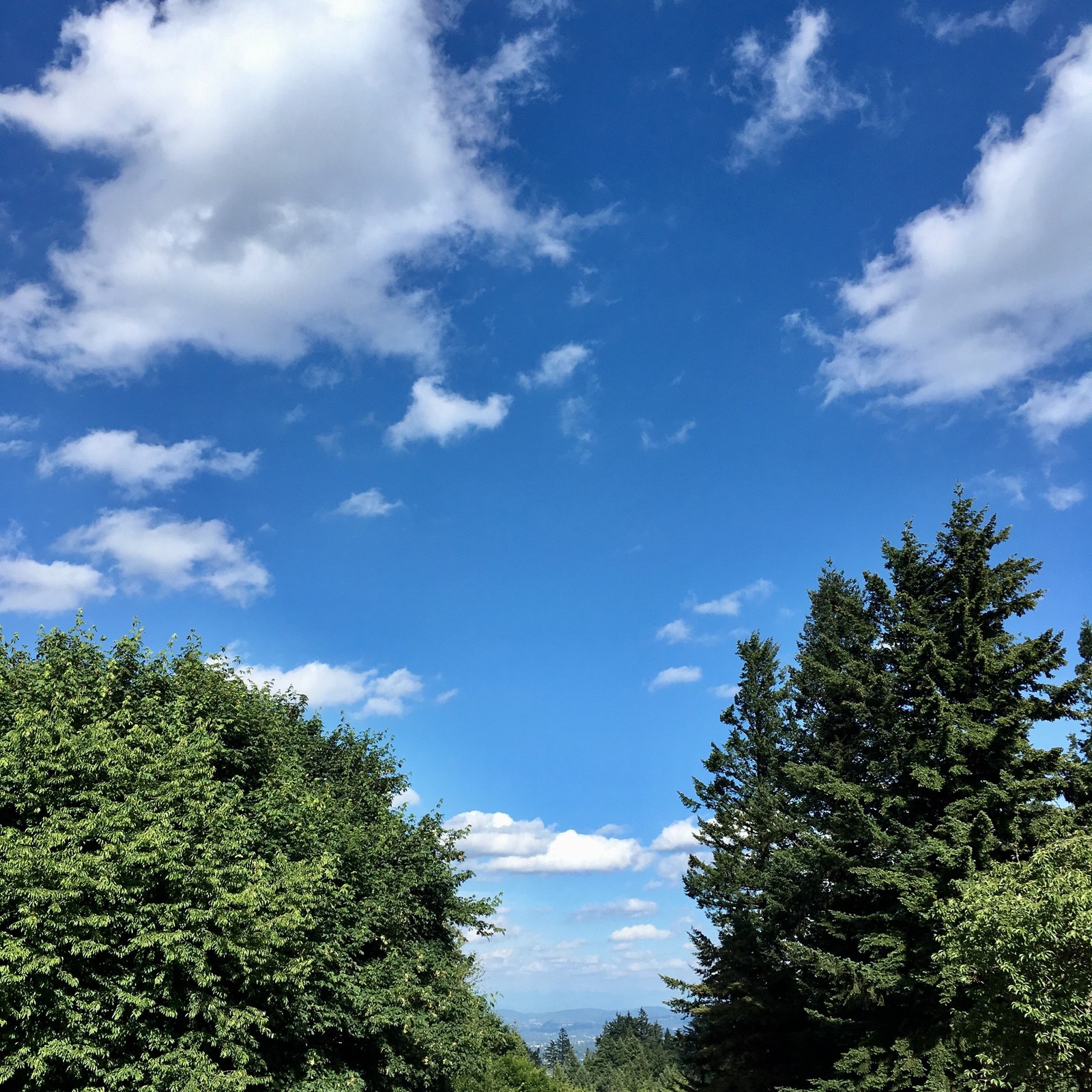 View from Council Crest toward Mt. Hood, which is NOT visible