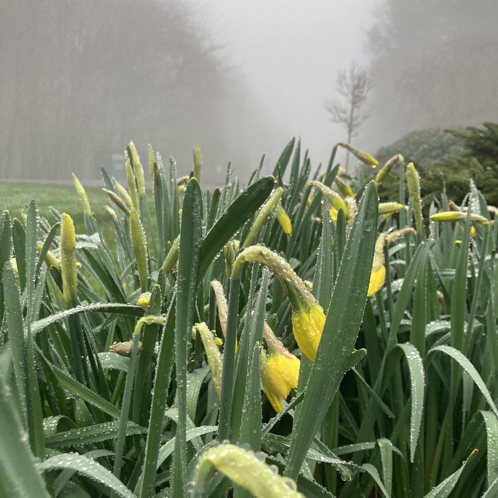 View from Council Crest toward Mt. Hood, which is NOT visible