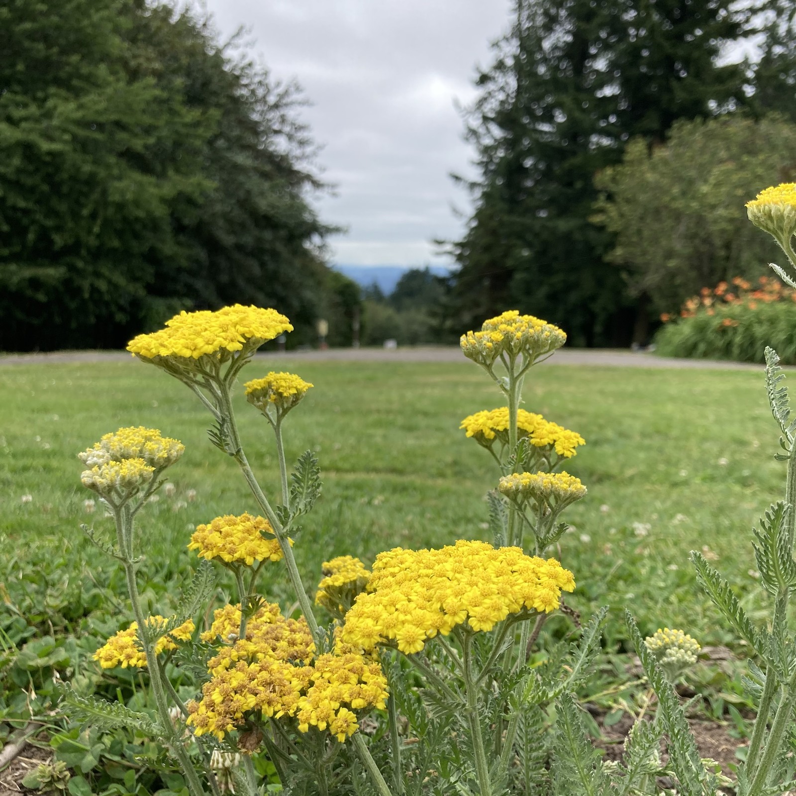View from Council Crest toward Mt. Hood, which is NOT visible