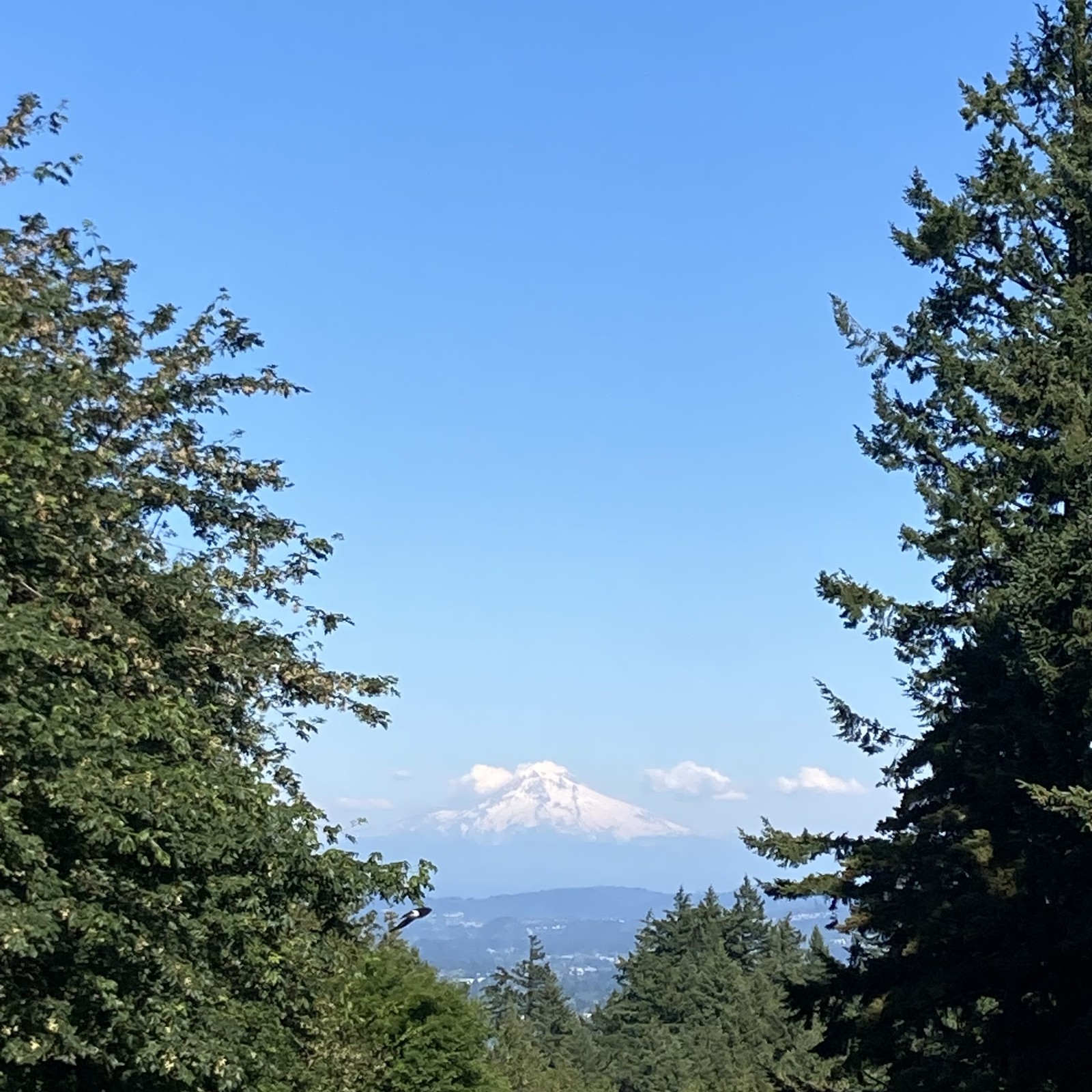View from Council Crest toward Mt. Hood, which is visible