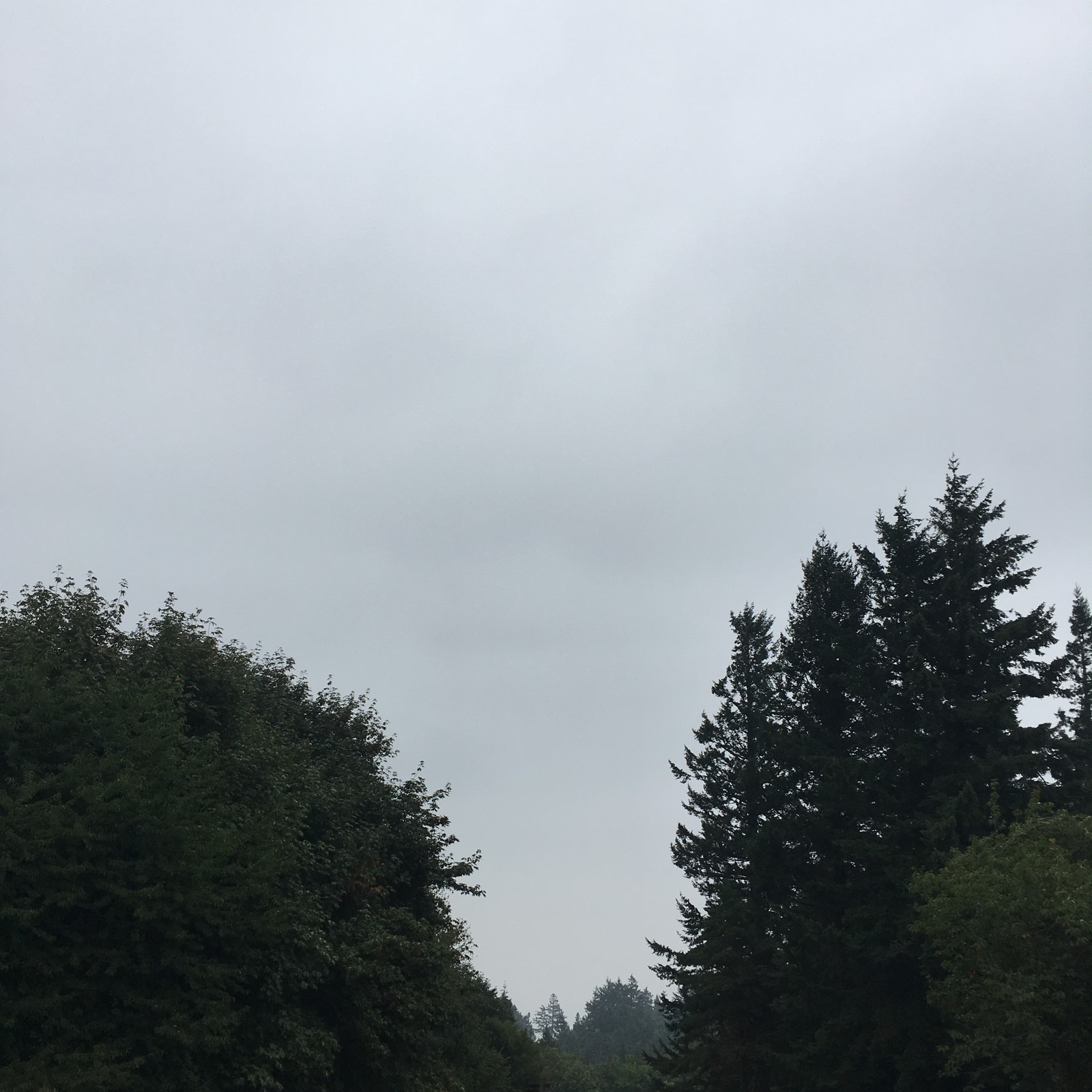 View from Council Crest toward Mt. Hood, which is NOT visible