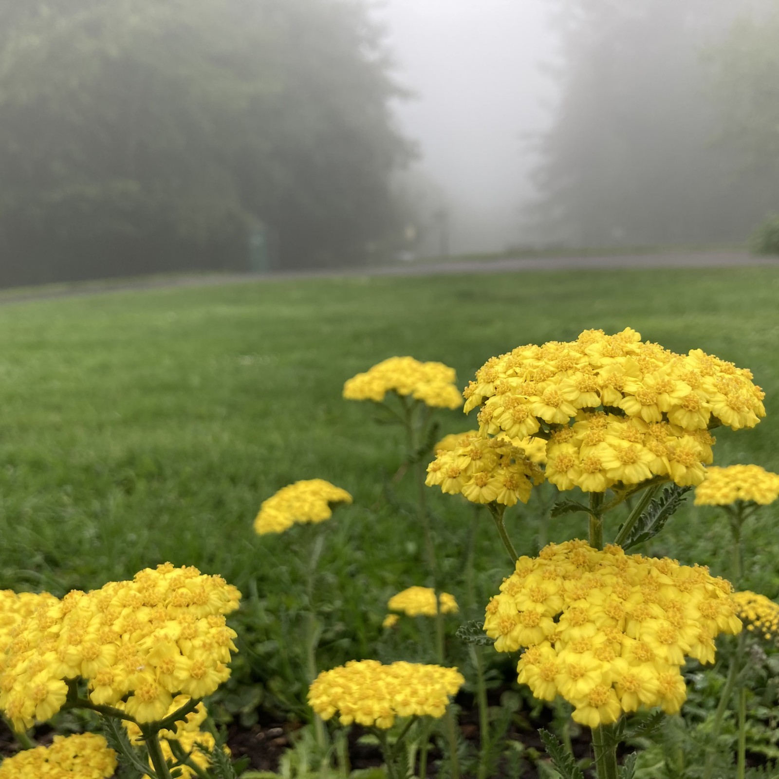 View from Council Crest toward Mt. Hood, which is NOT visible