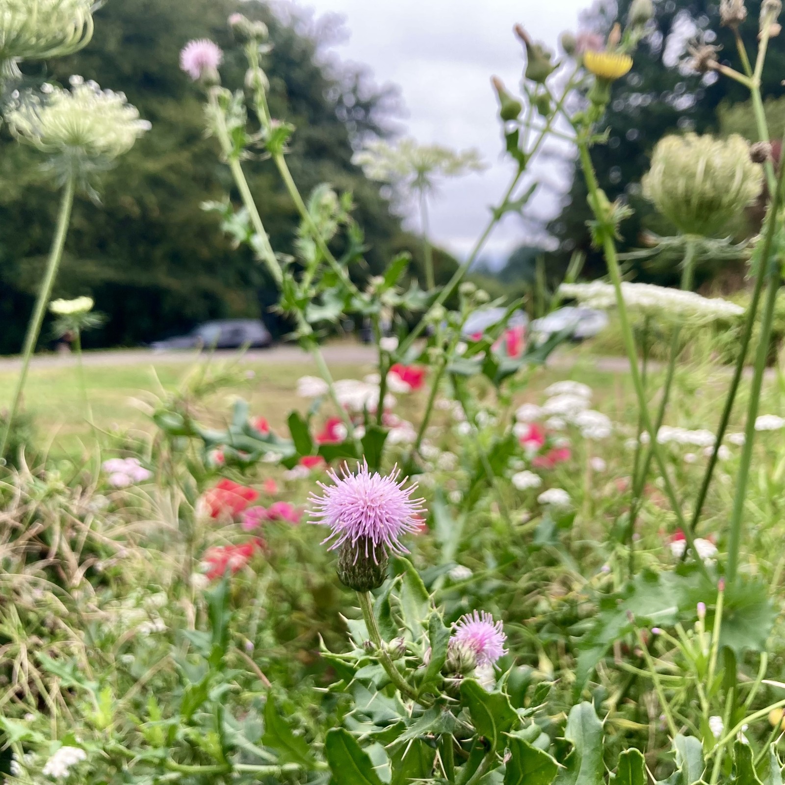 Closeup of a wild thistle flower and other wildflowers, in front of a cloudy vista