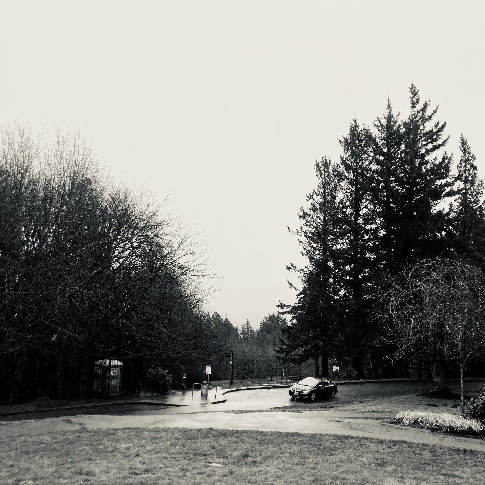 A small sedan rolls past the hilltop with Douglas Firs brooding in the near background. The sky looking east toward Mt. Hood is a blankness of rain