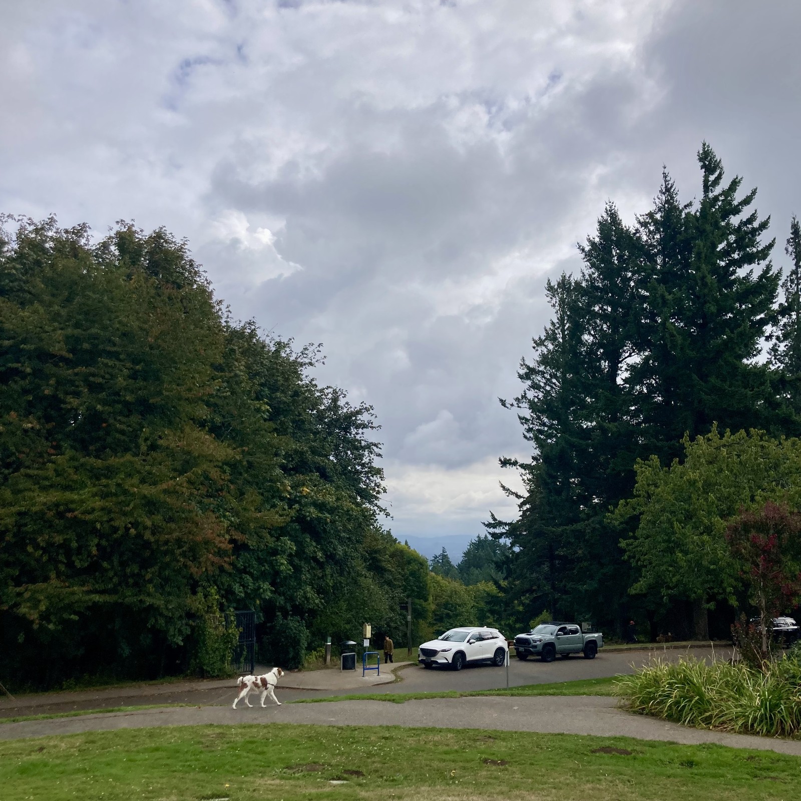 Gray sky, vegetation deep green from recent rains. A dog walks through the foreground