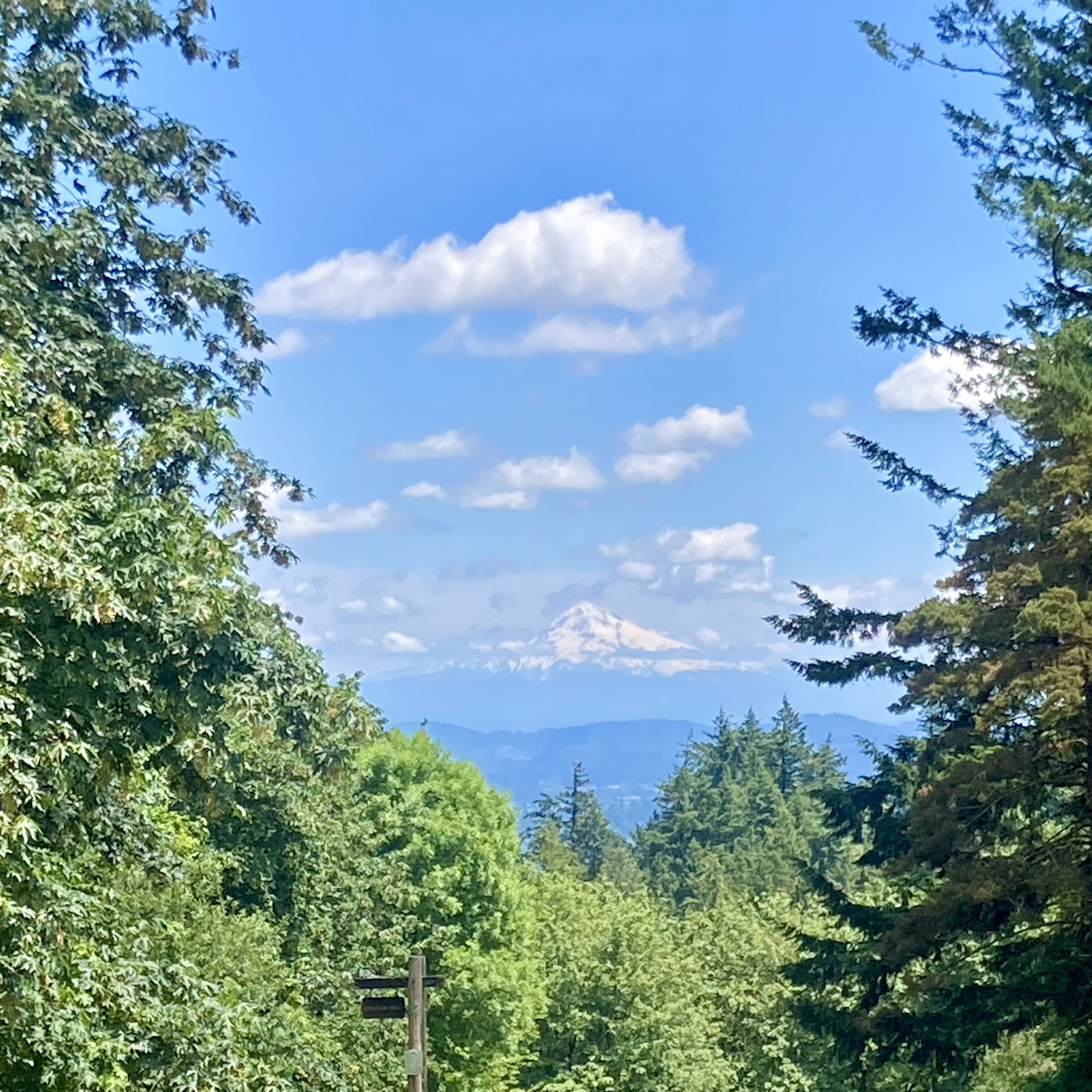 Mt. Hood surrounded by many small fluffy friendly clouds, framed by two stands of tall trees