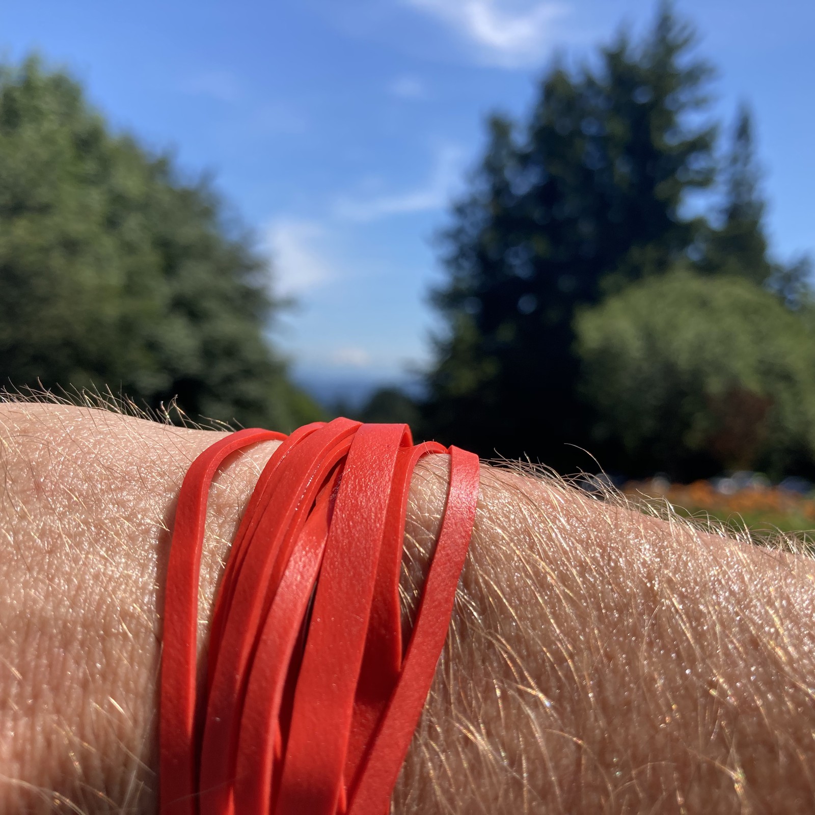 View from Council Crest toward Mt. Hood, which is visible
