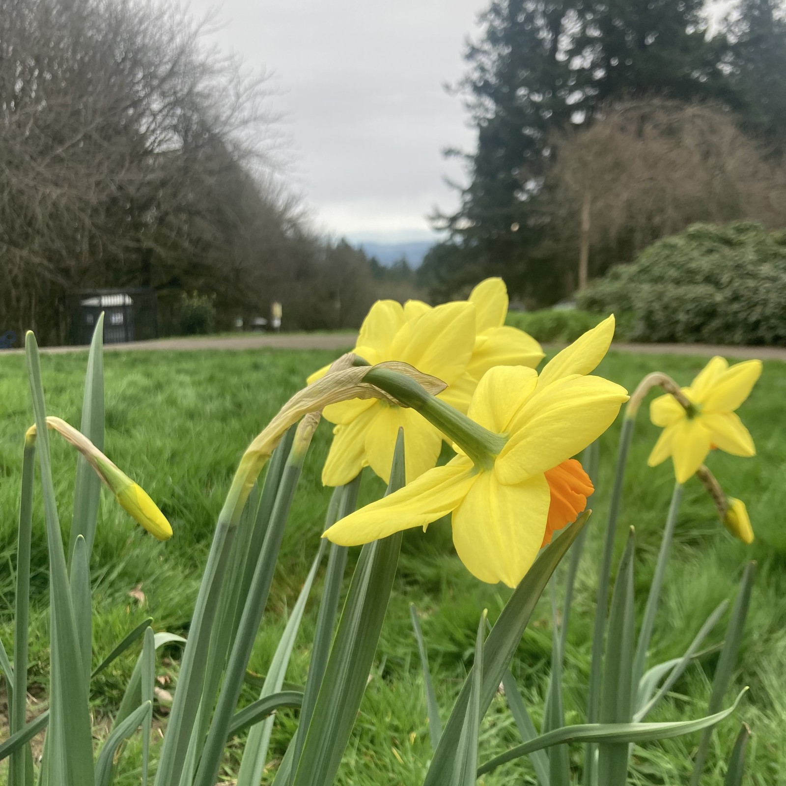closeup of daffodils with a cloudy horizon in the distance